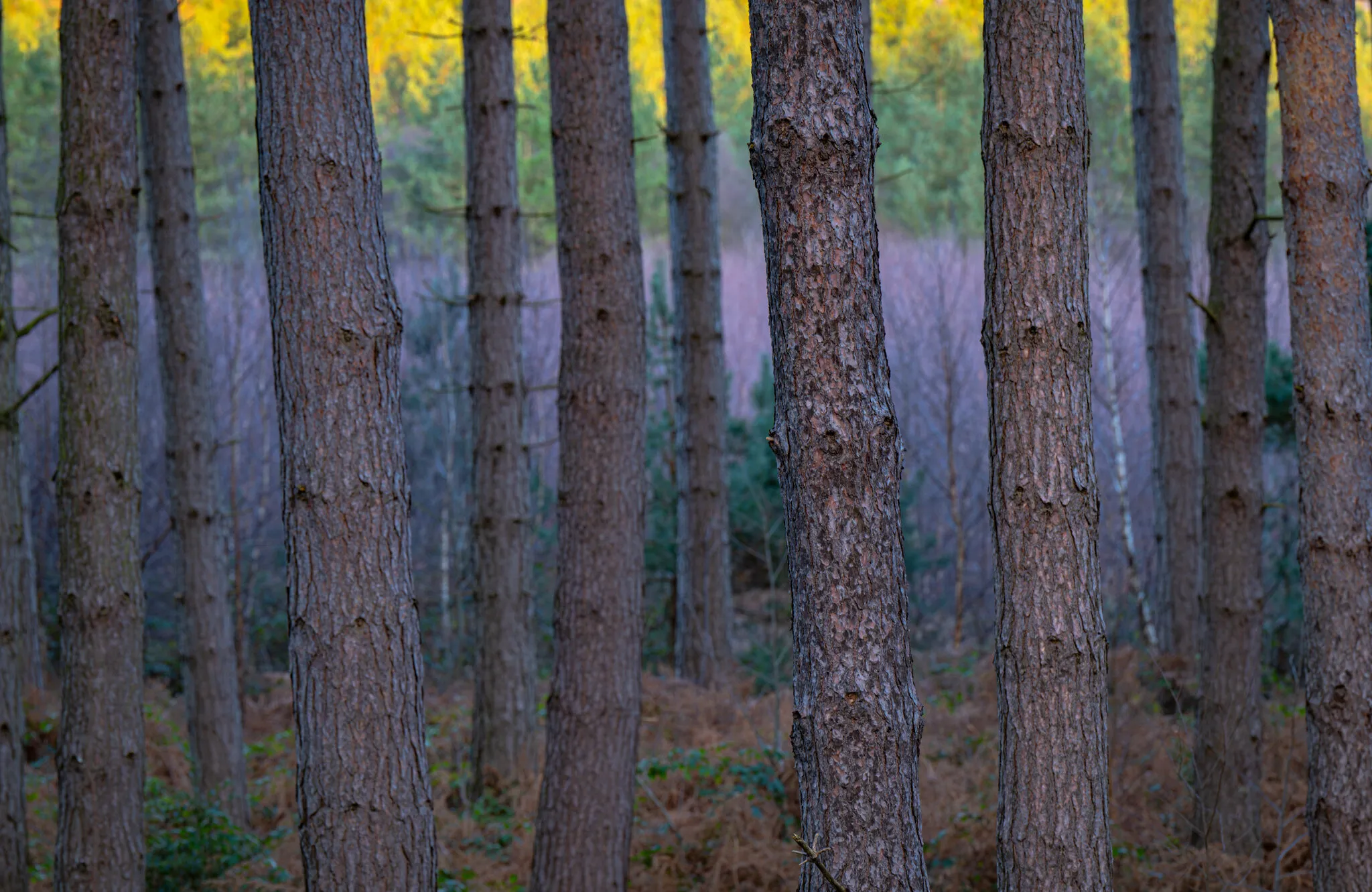 Colourful Trunks