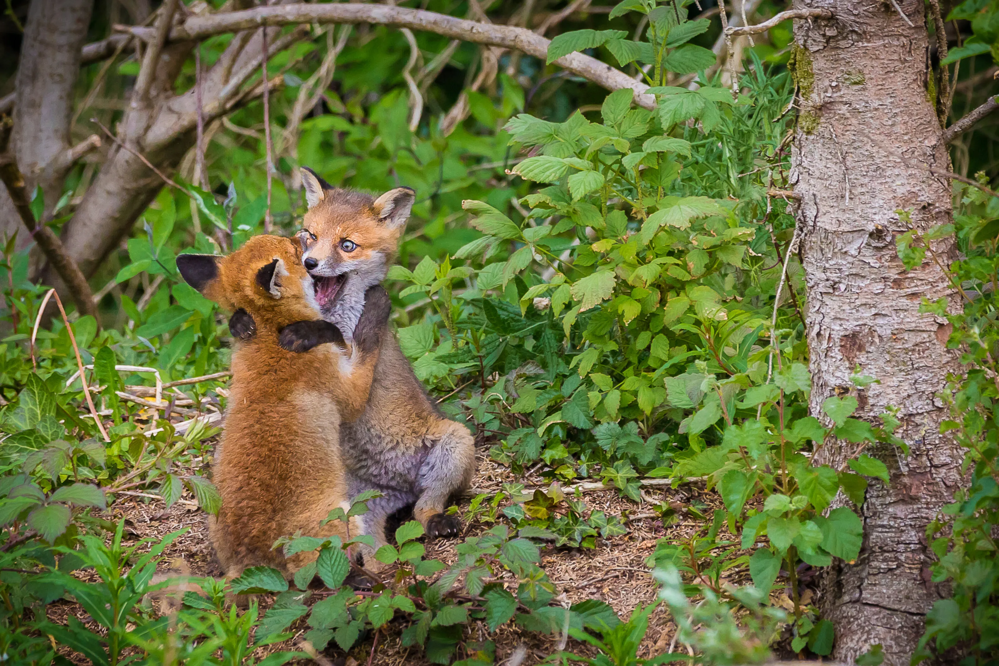 Playing Cubs