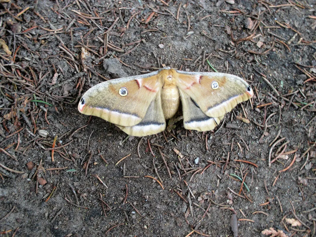 Moth Resting