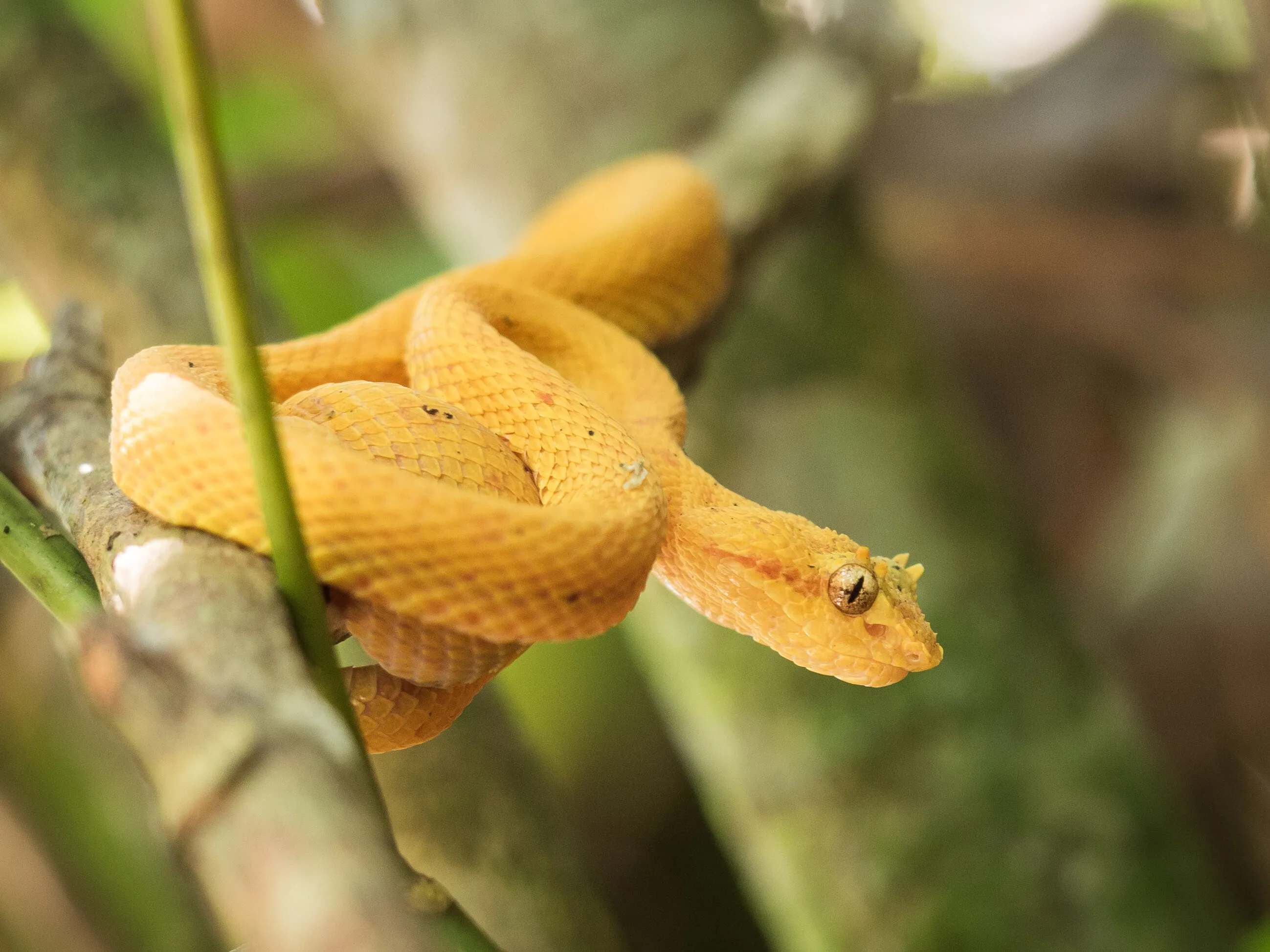 Eyelash viper