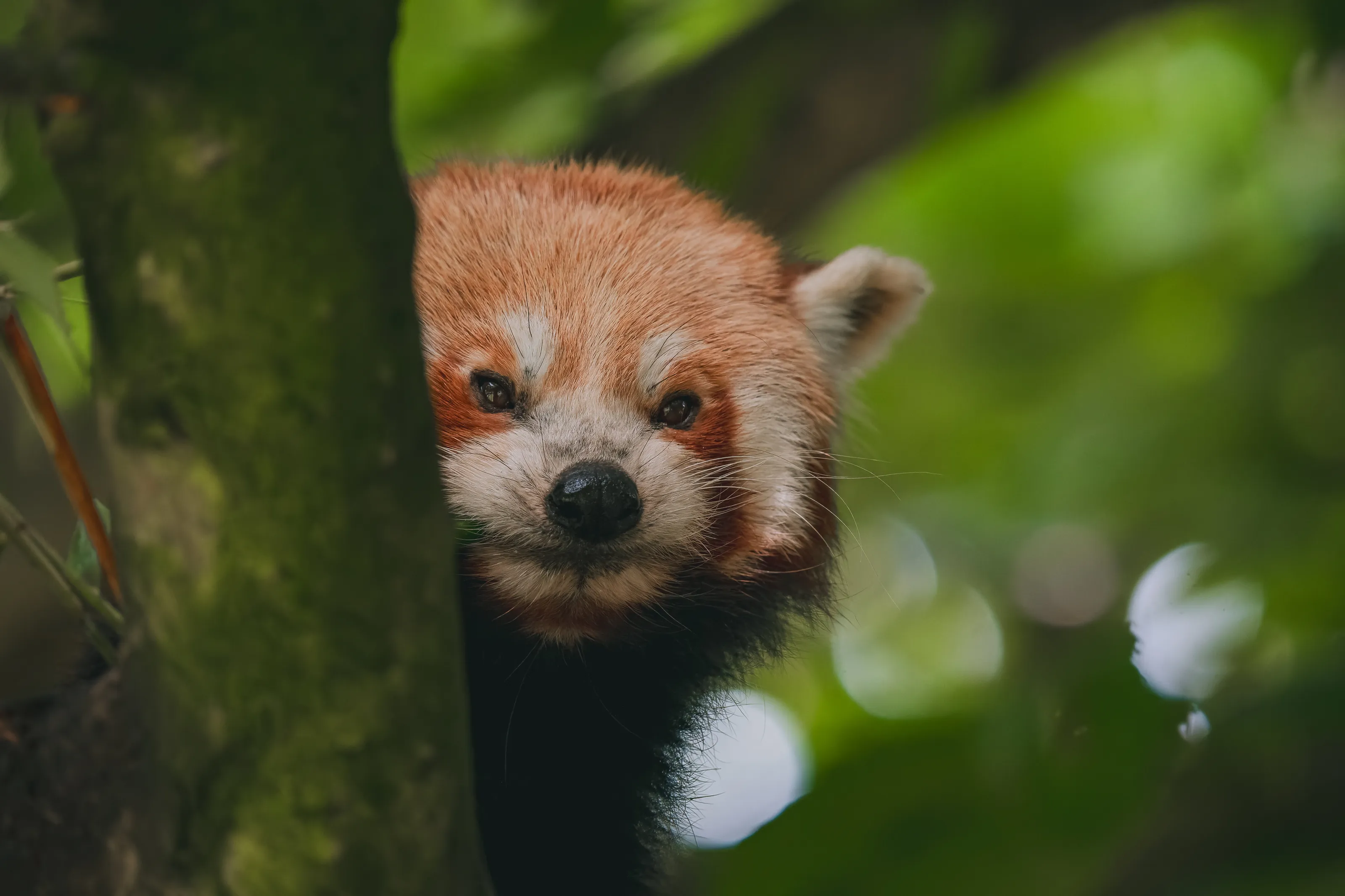 Red panda