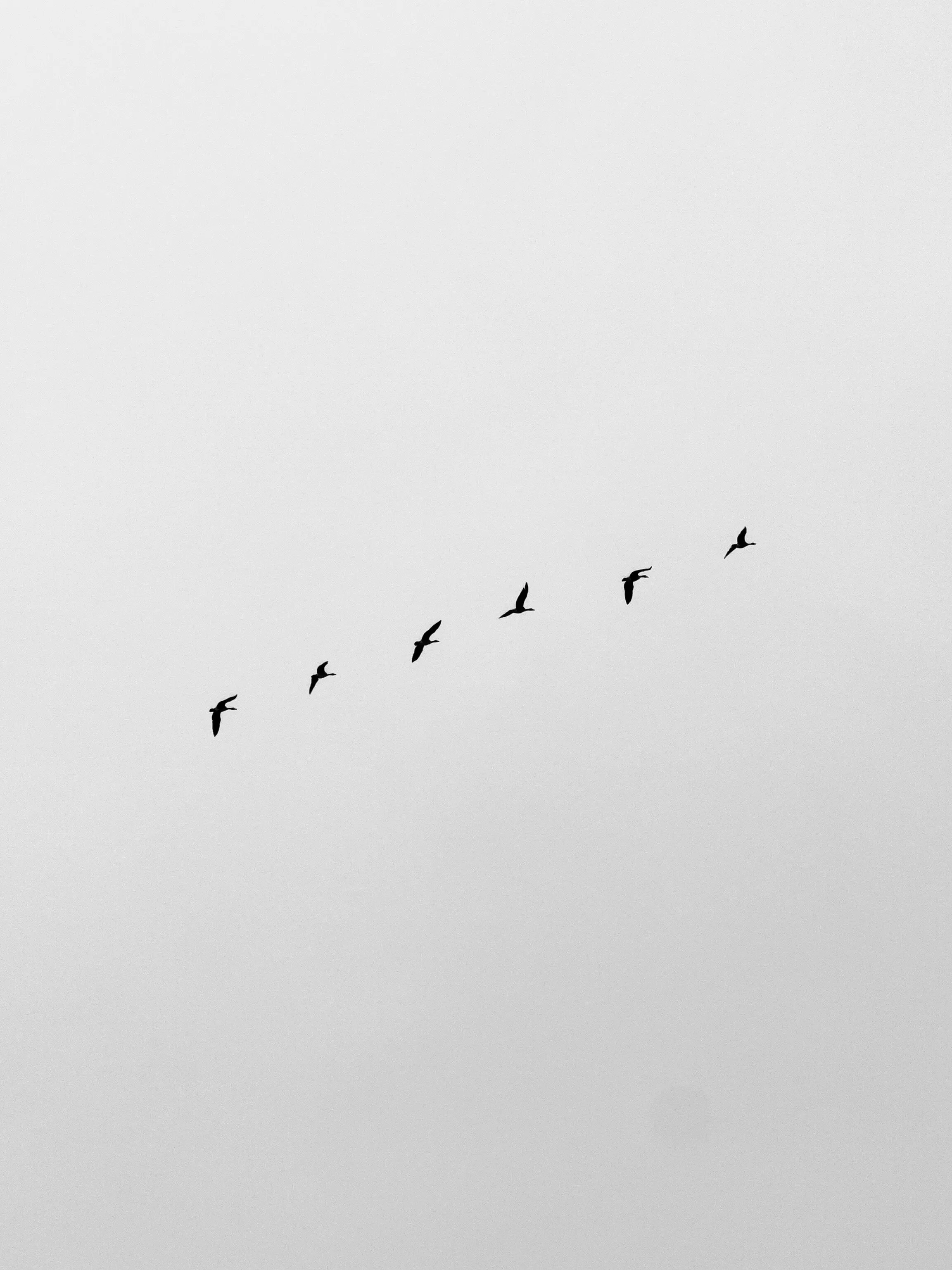 Freedom
