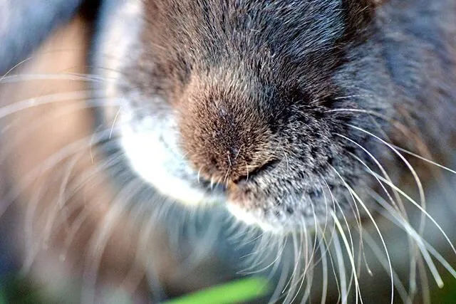 Every Hair and Whisker