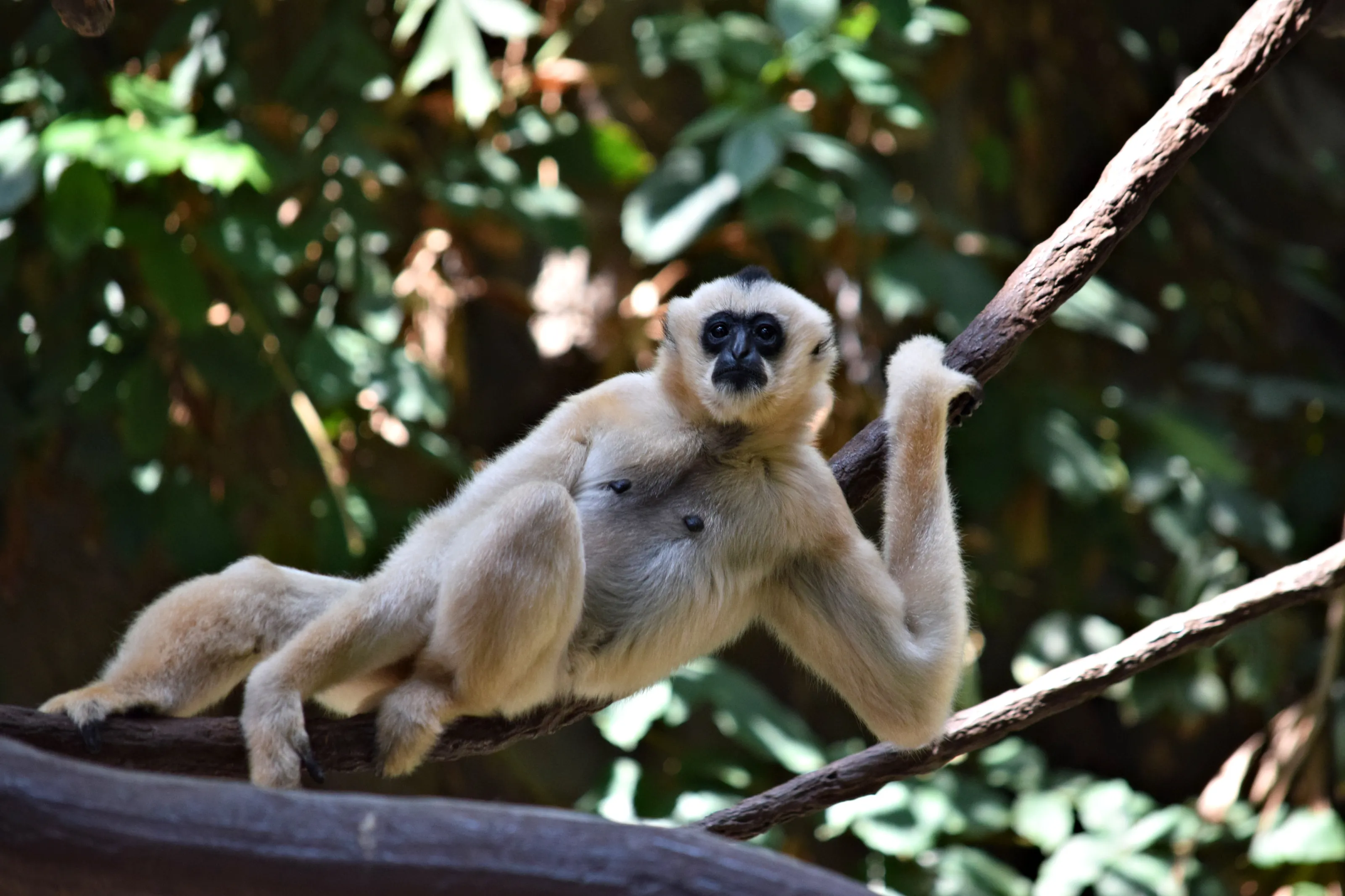 Female Gibbon