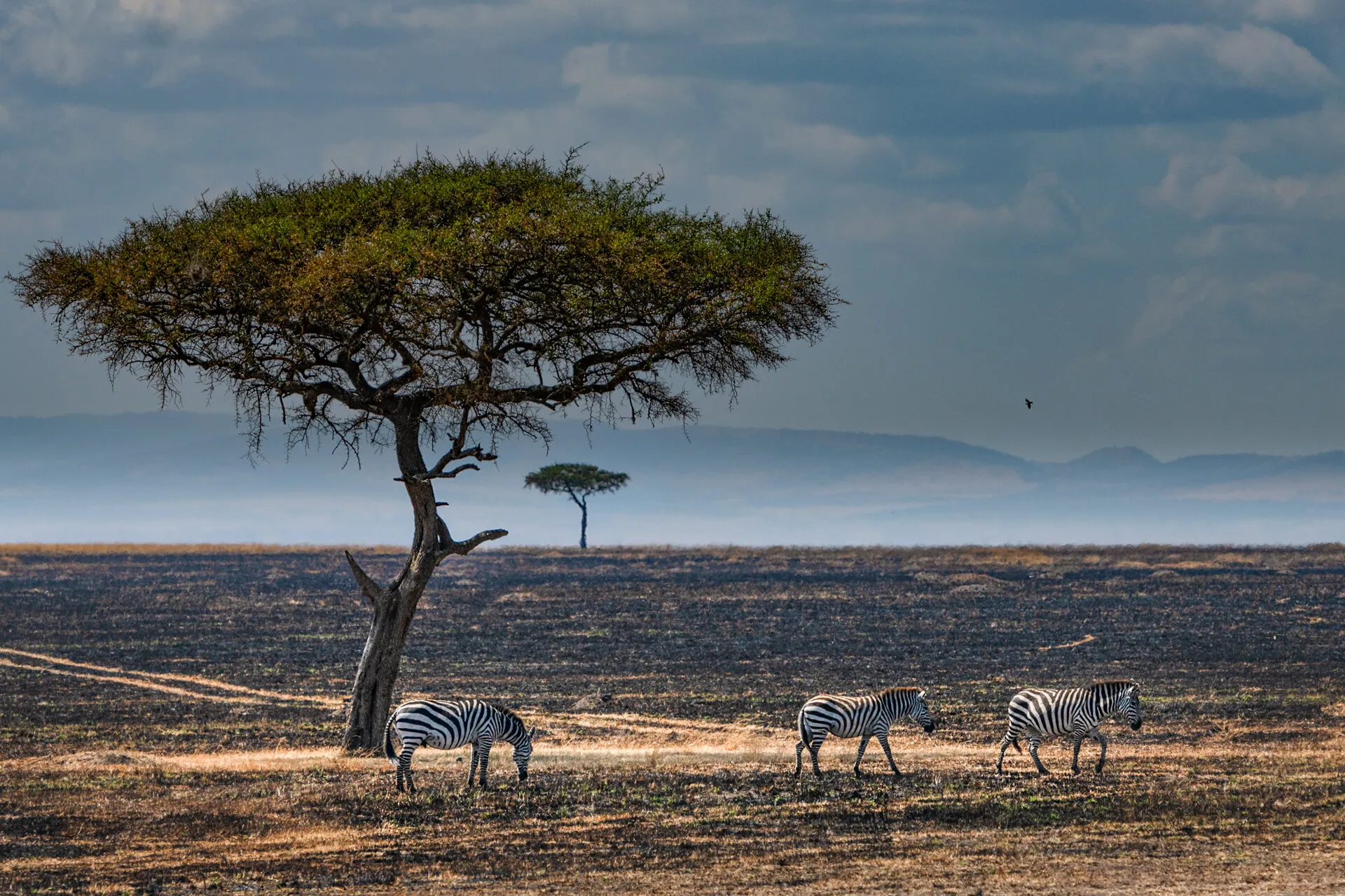 Wildlife Scape