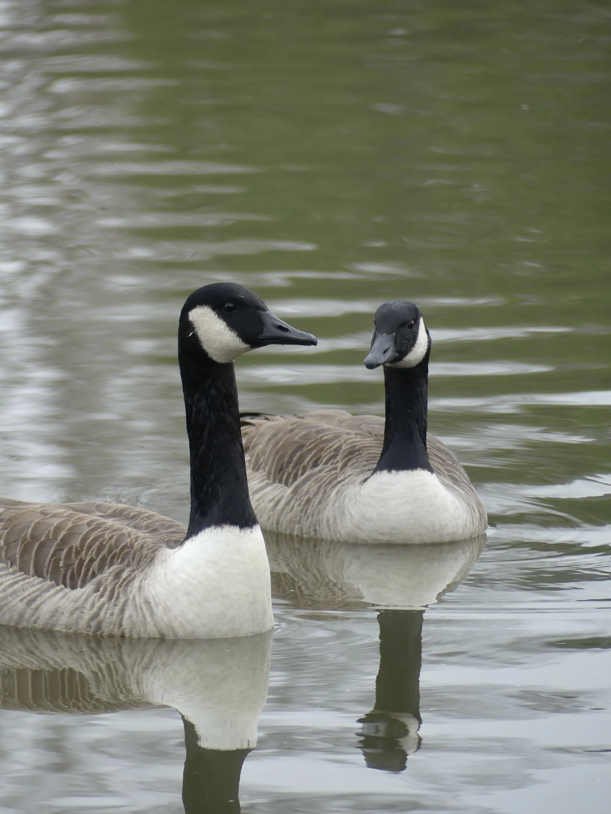 Two Geese