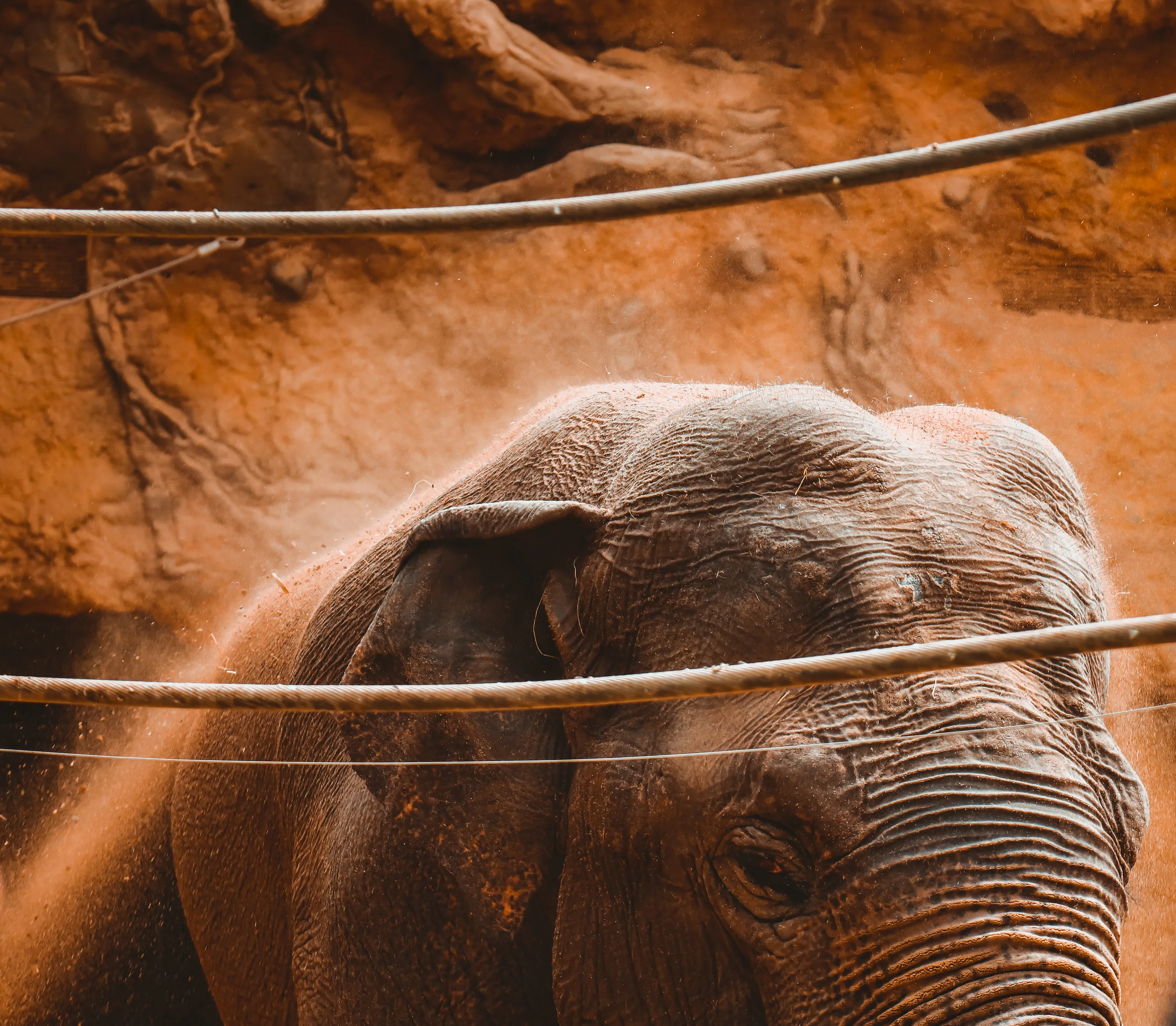 The Big Elephant