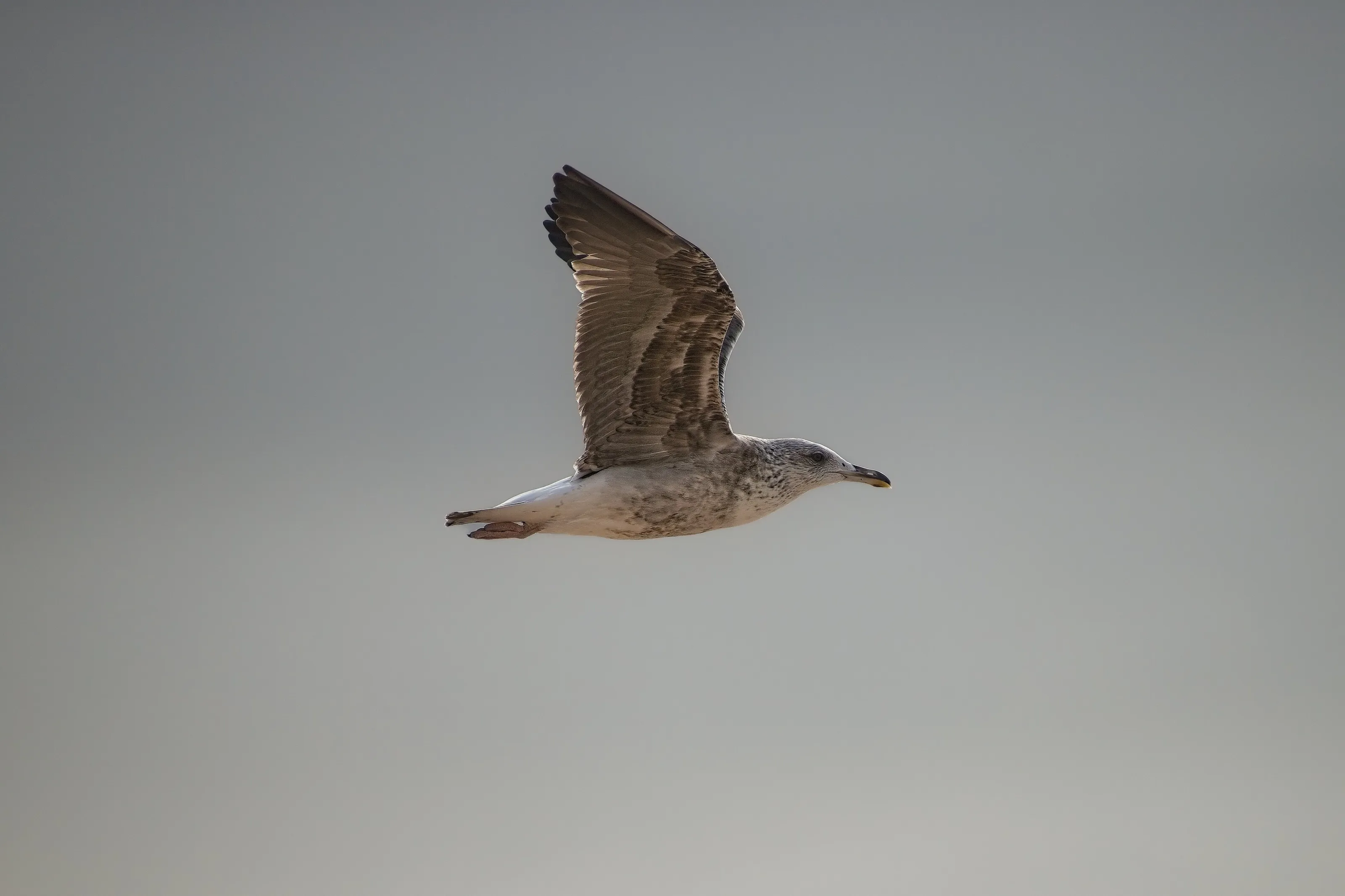 Sea Gull in flight