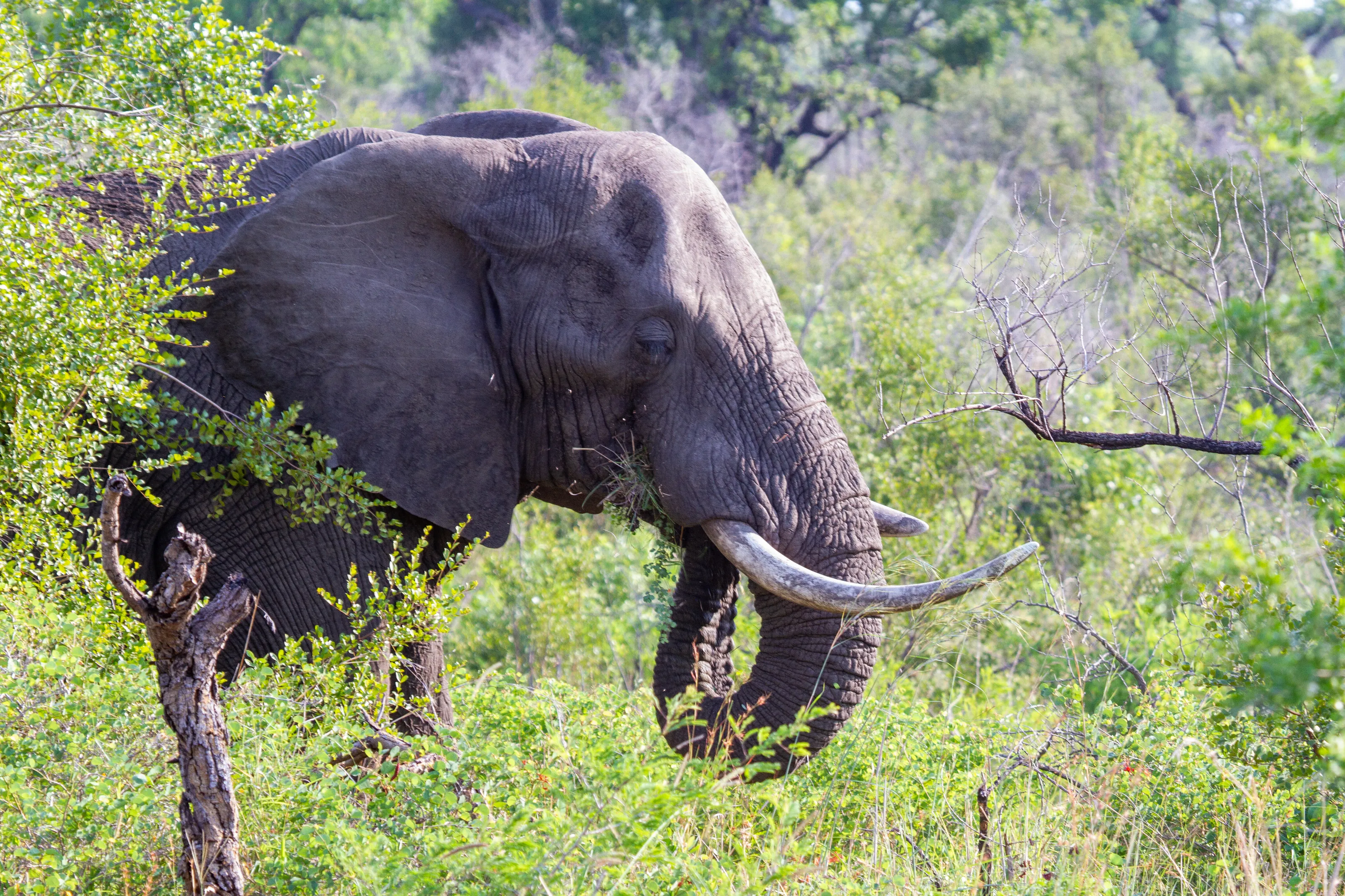 Male Elephant