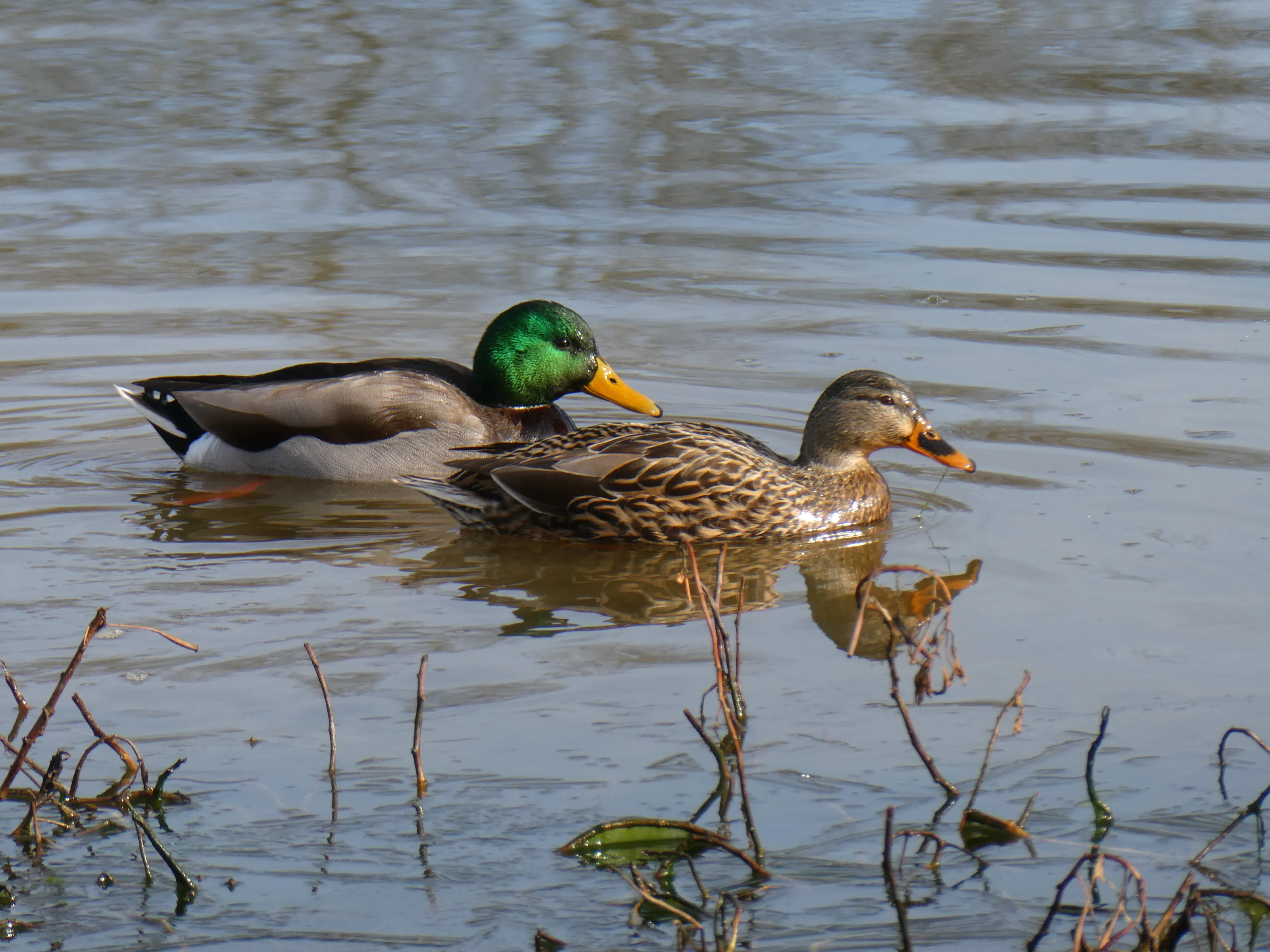 Quaint Quackers