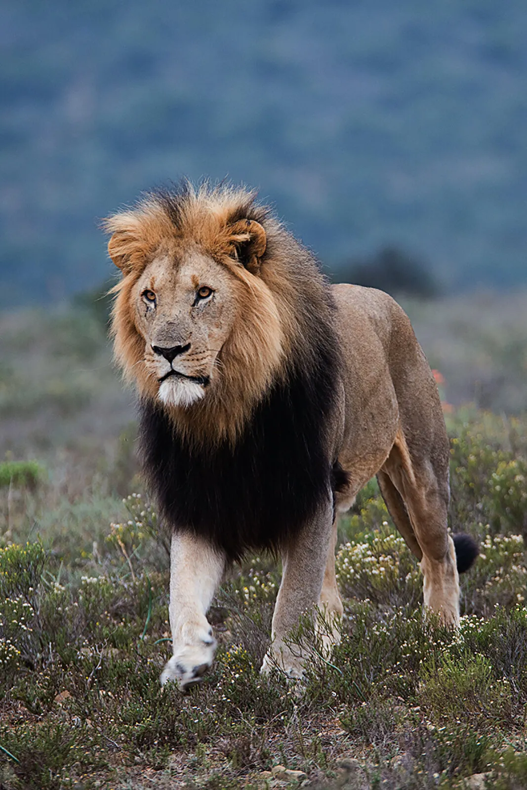Male Lion.