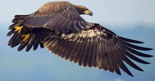 eagle take off