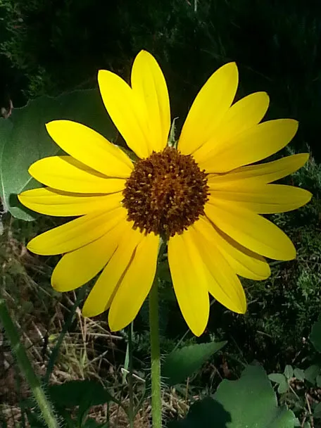 Yellow Flower