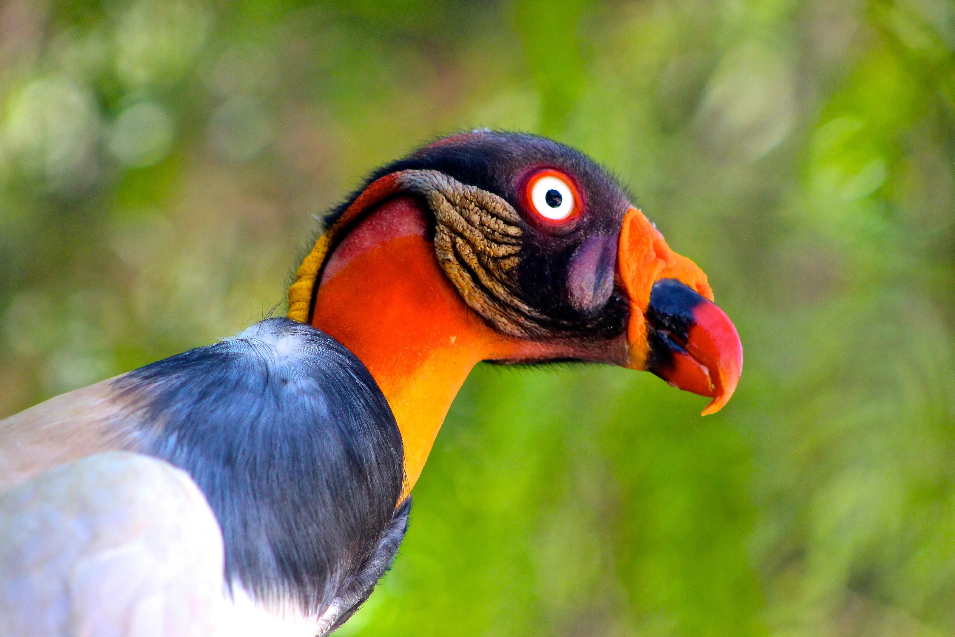 pajaro