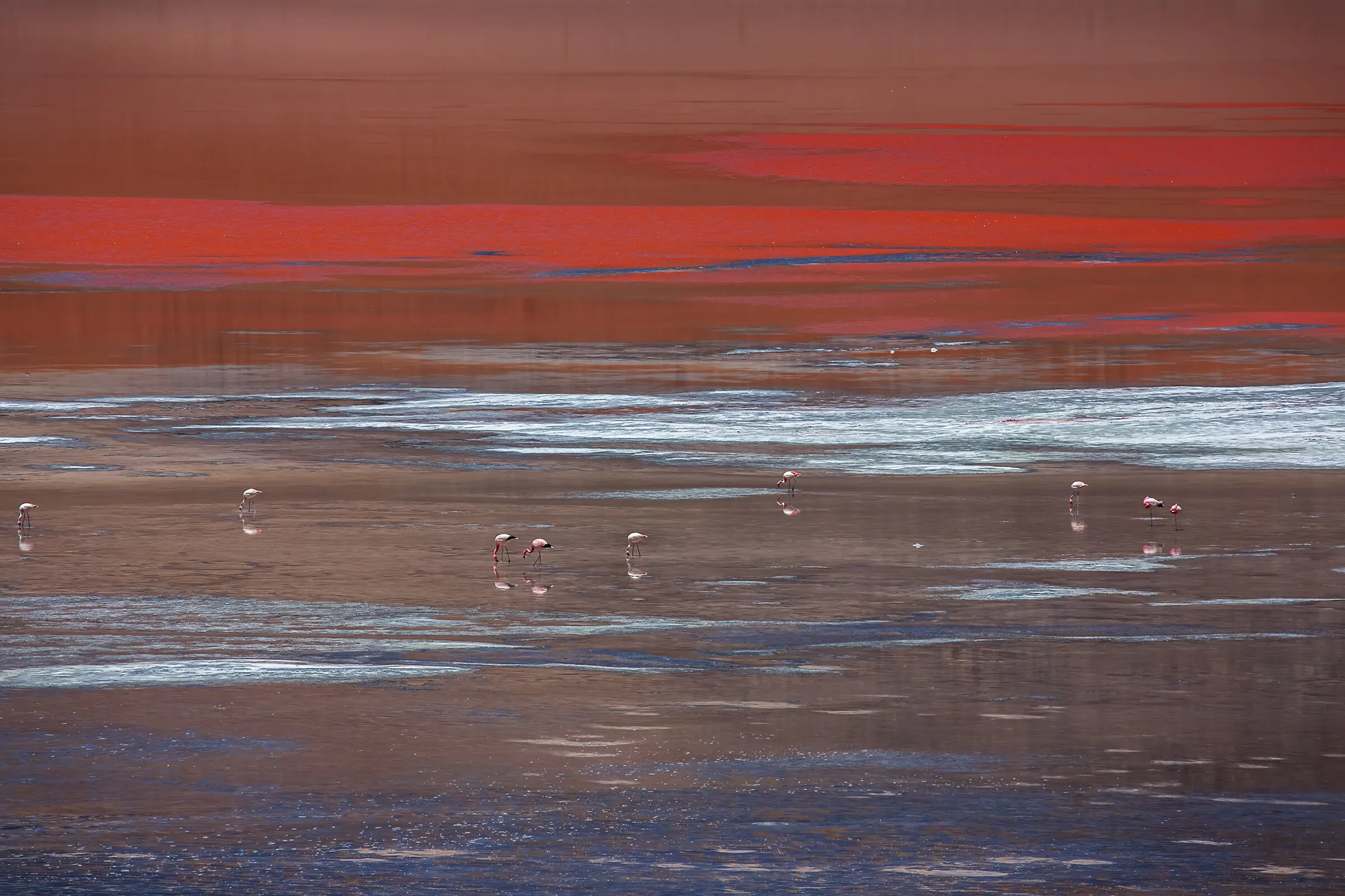 Bolivia. Laguna Colorada.