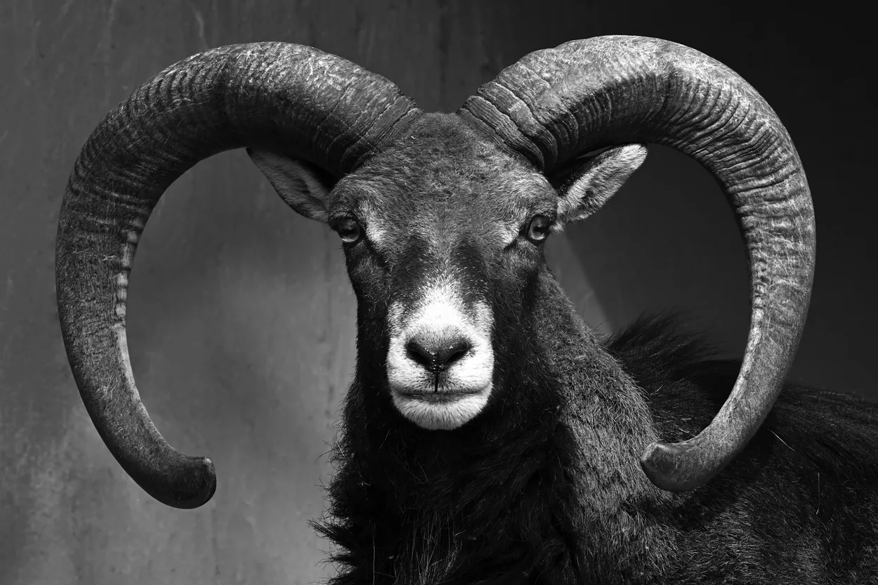 Entry 23914125