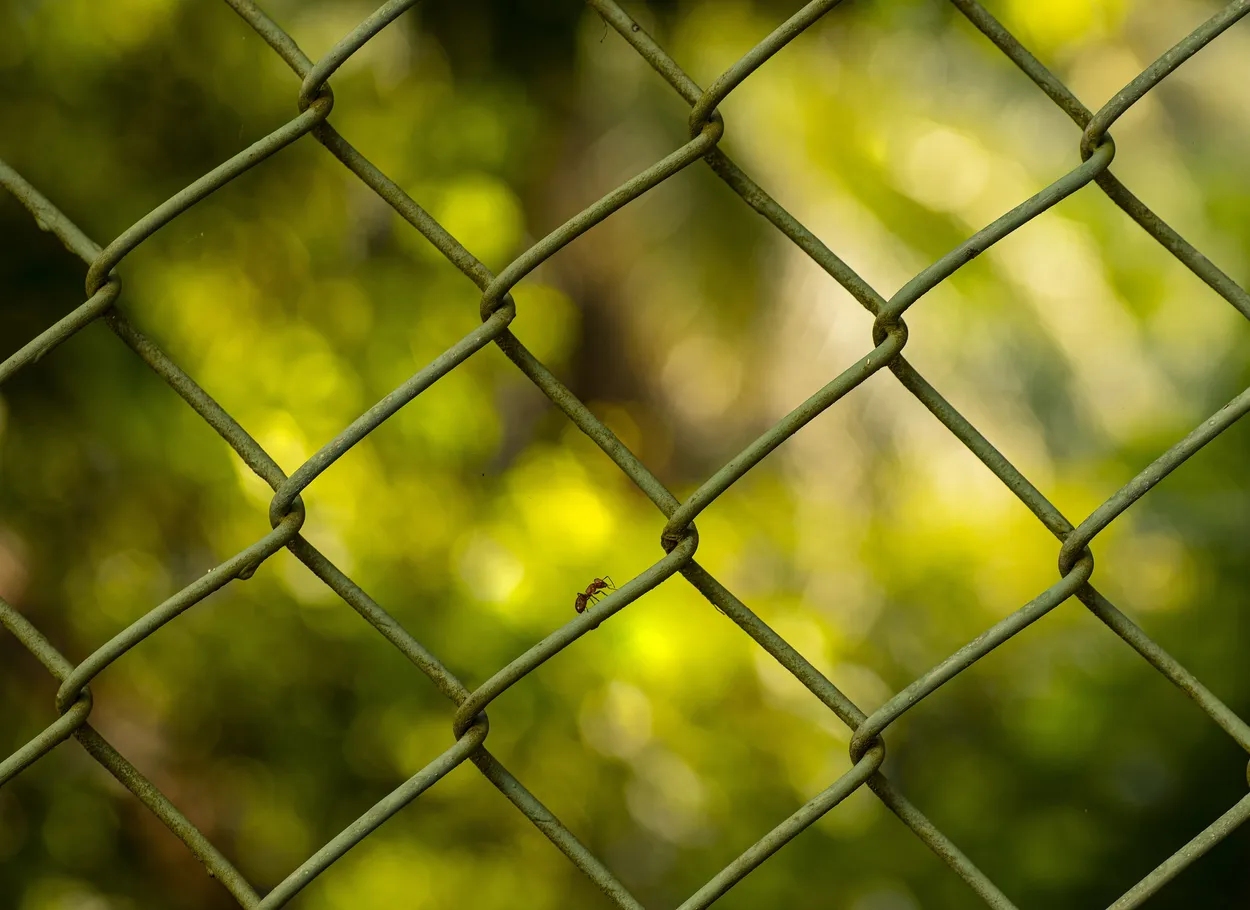 Ant on a fence