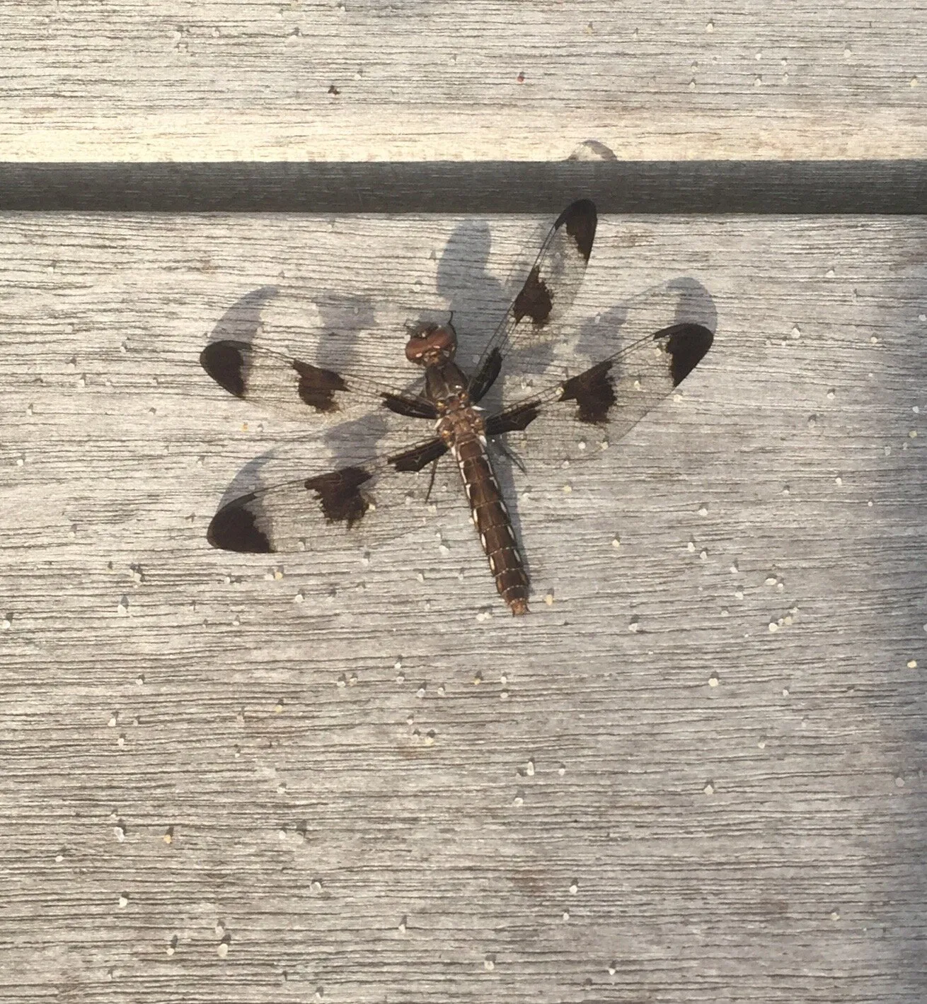 Sunny Day Dragonfly