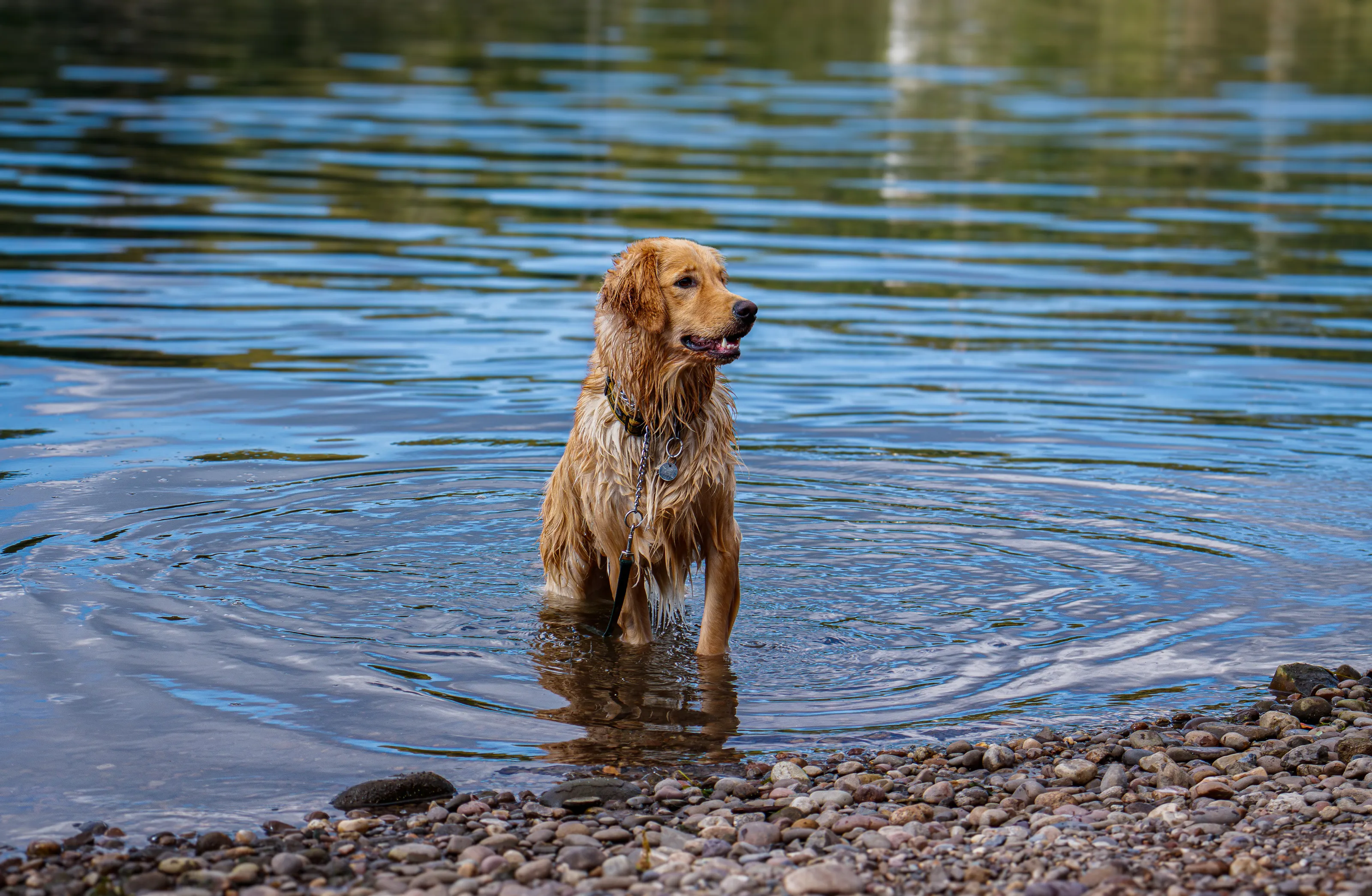Happy Golden Retriever playing in lake