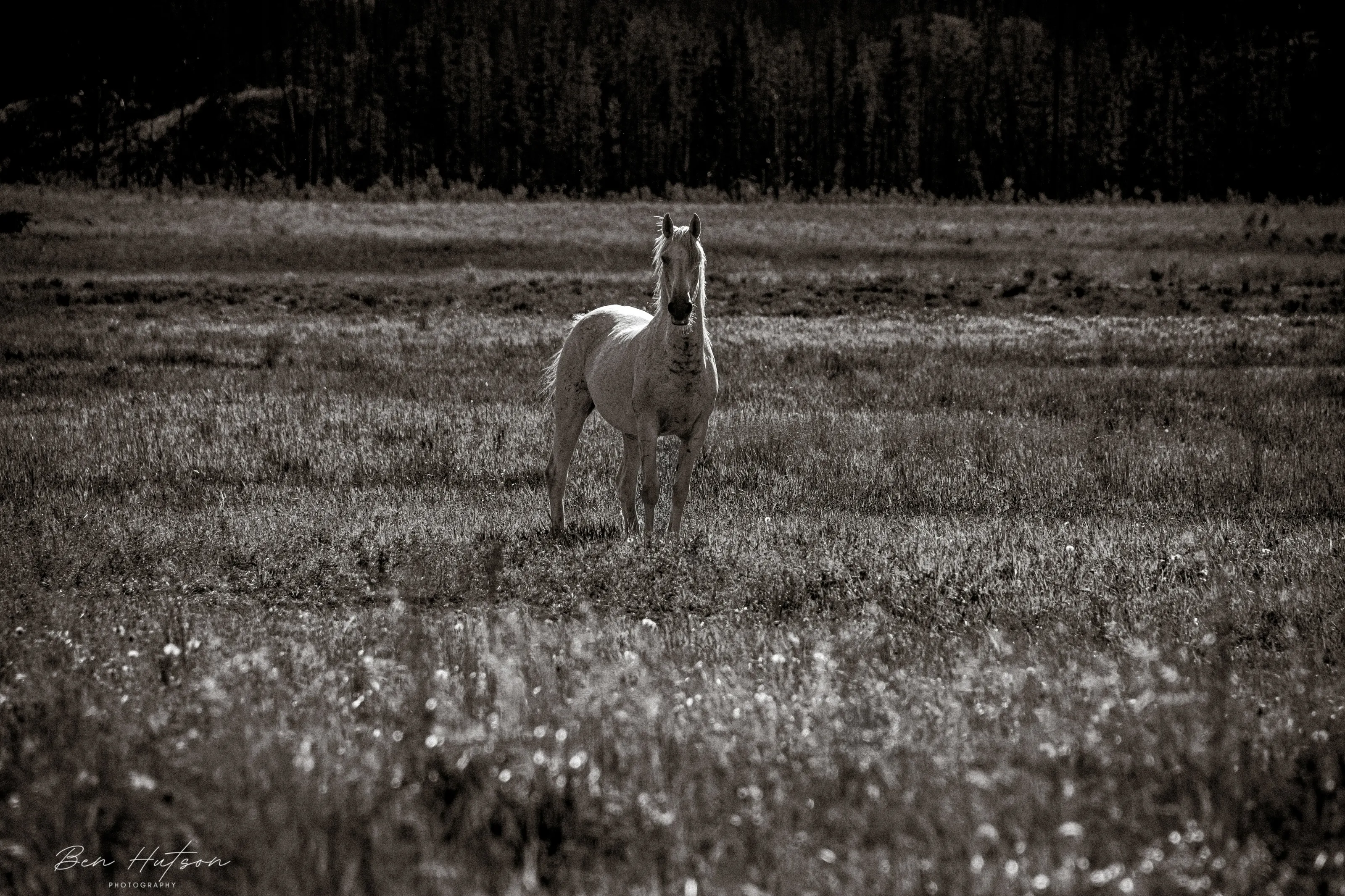 Wild loan stallion of the Chilcotin