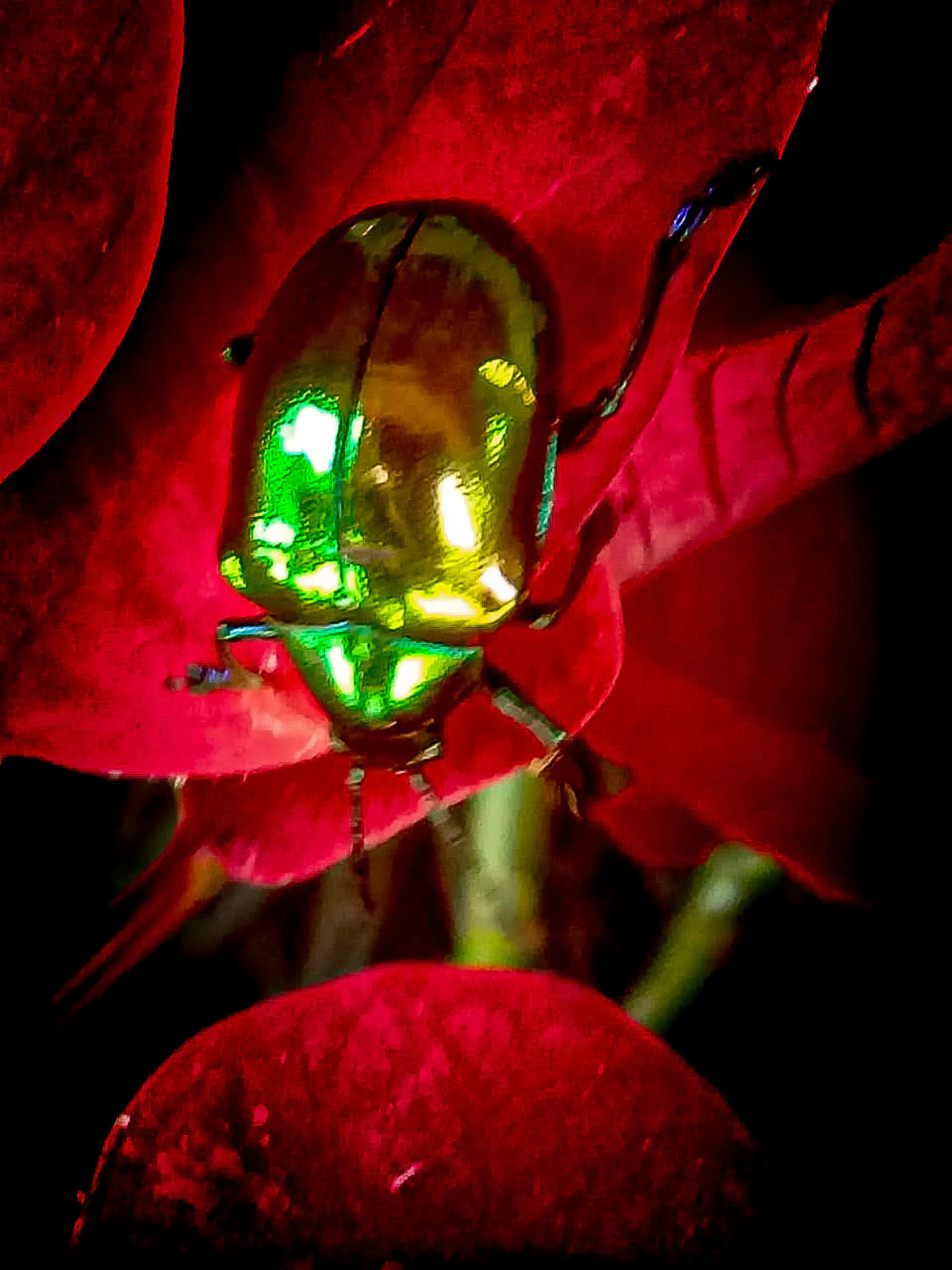 the golden green beetle   #insect   #macro