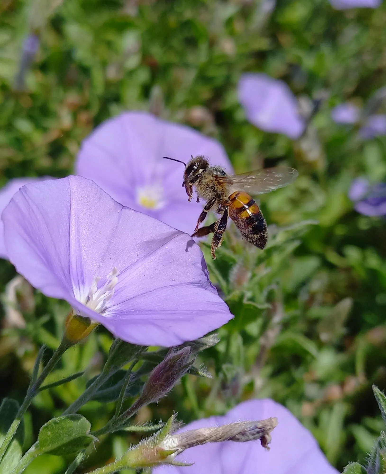 Nature's Creation 🐝