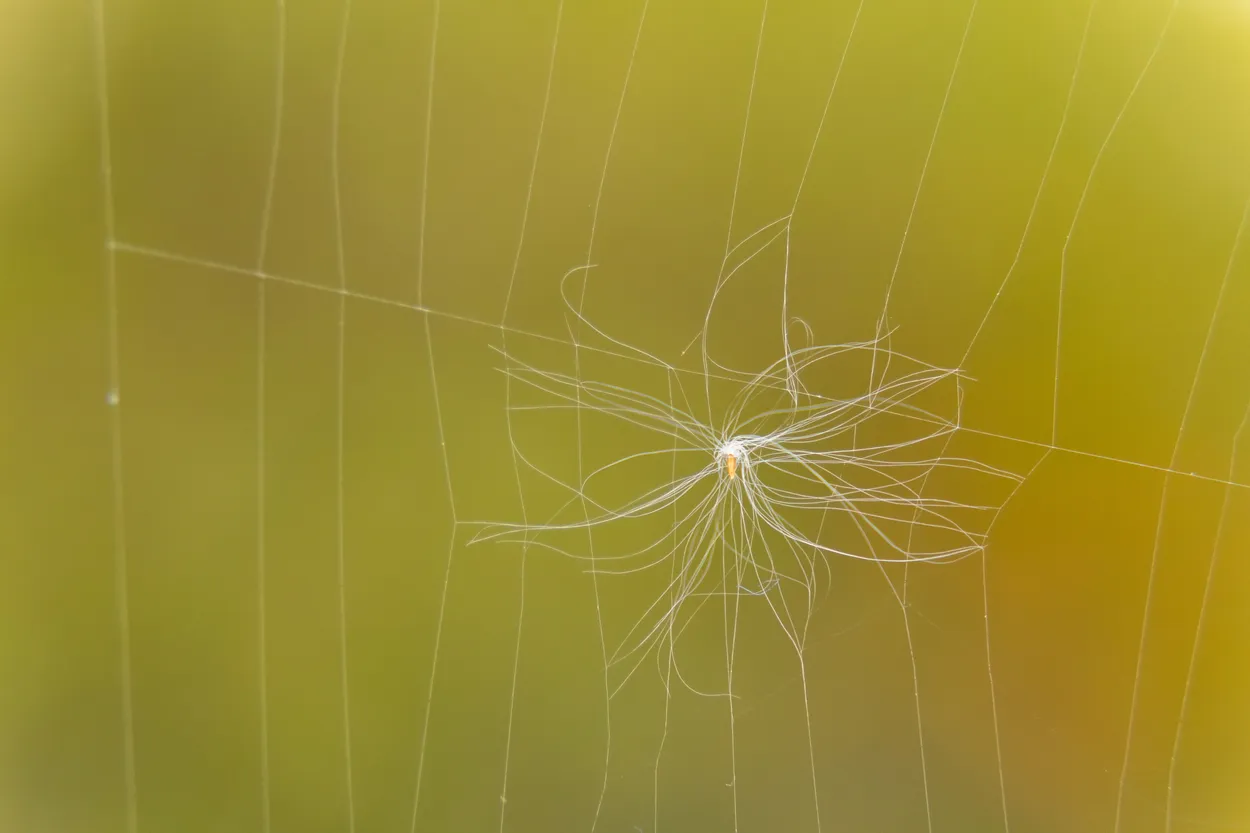 Entry 19044926