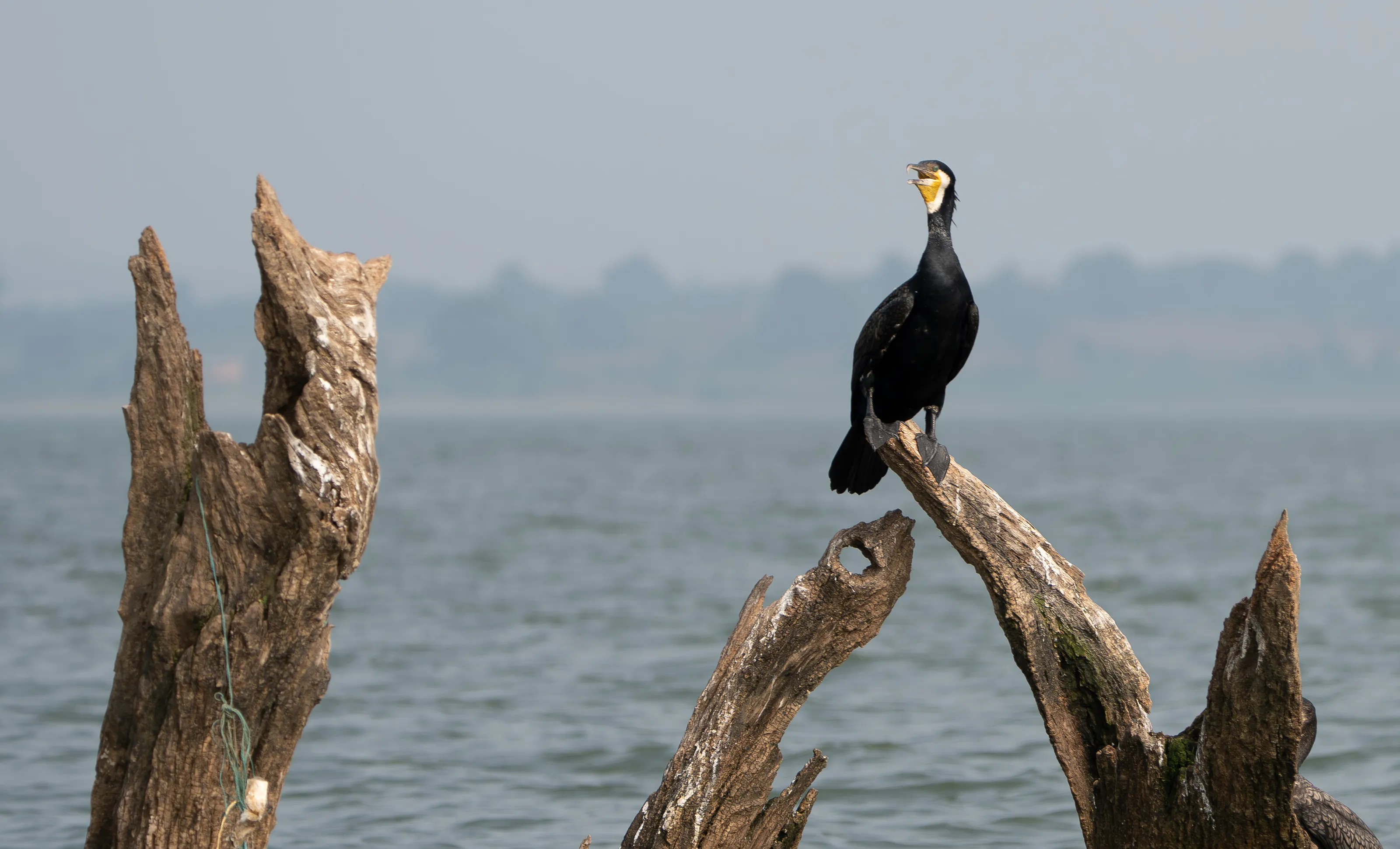 Great Cormorant