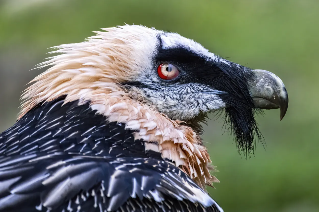 Entry 20908878