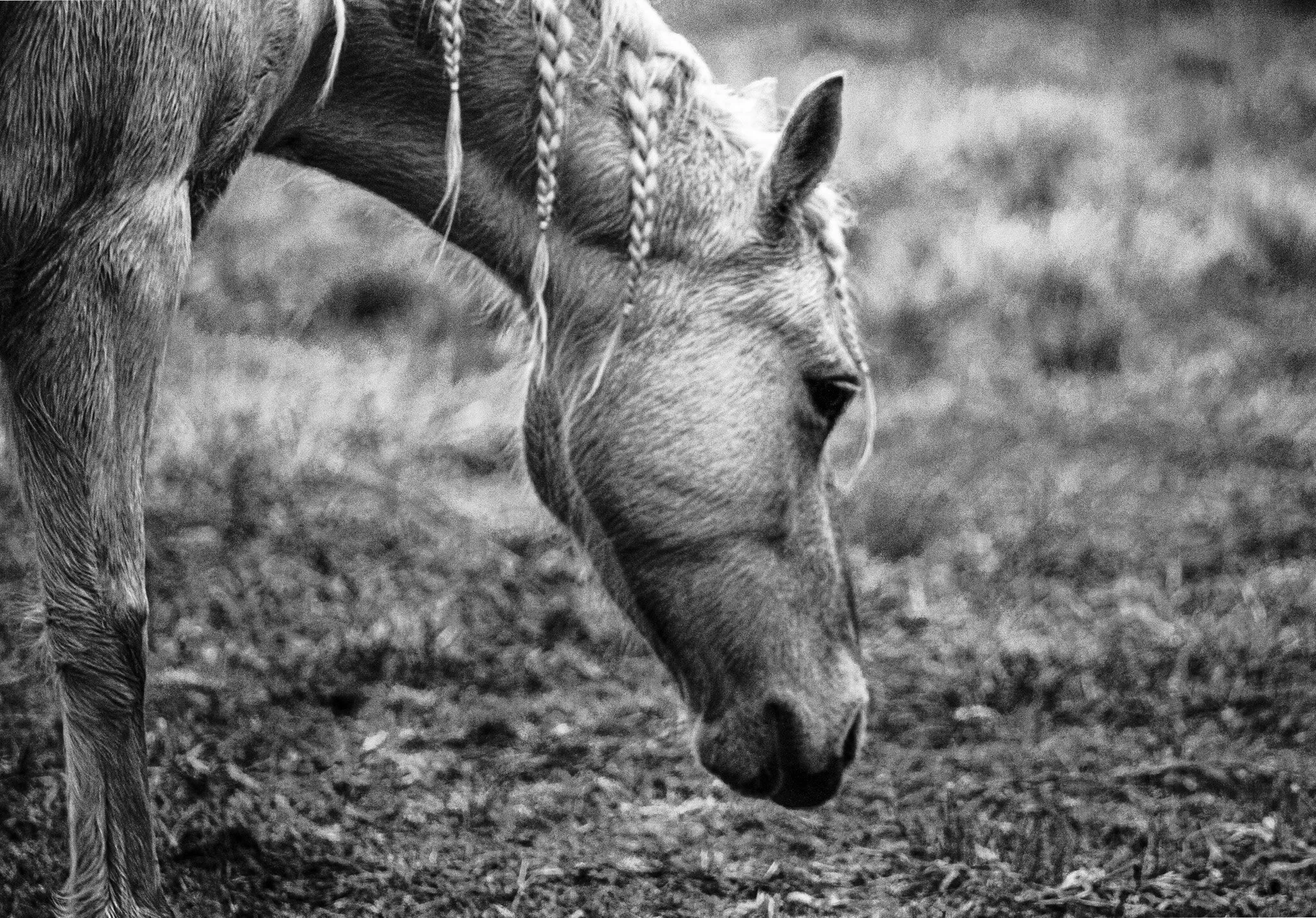 Horse