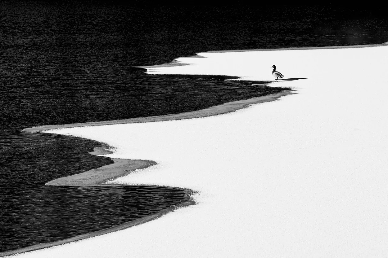 Lonely