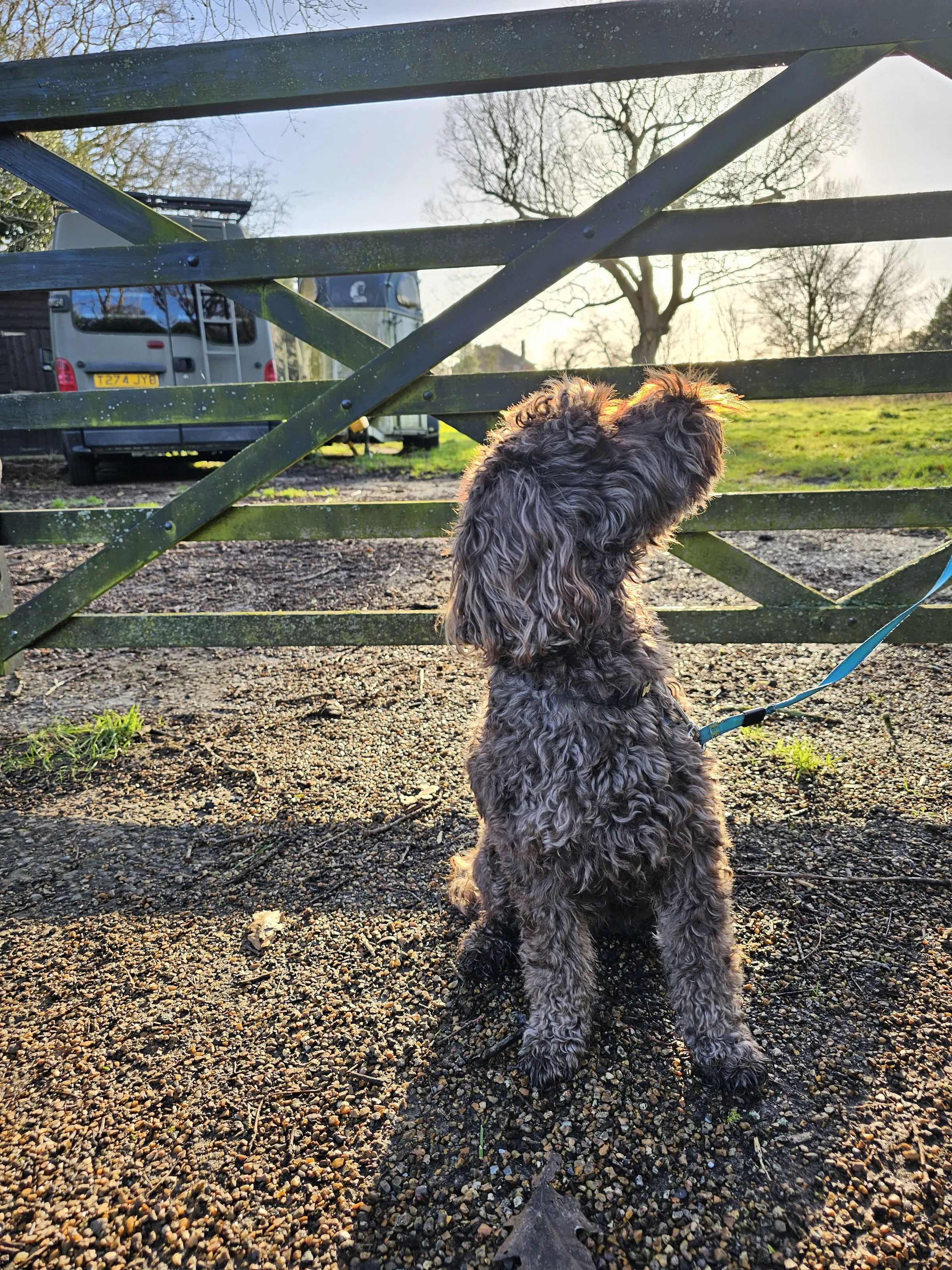 Cockapoo Boxing Day Walk (Ronnie)