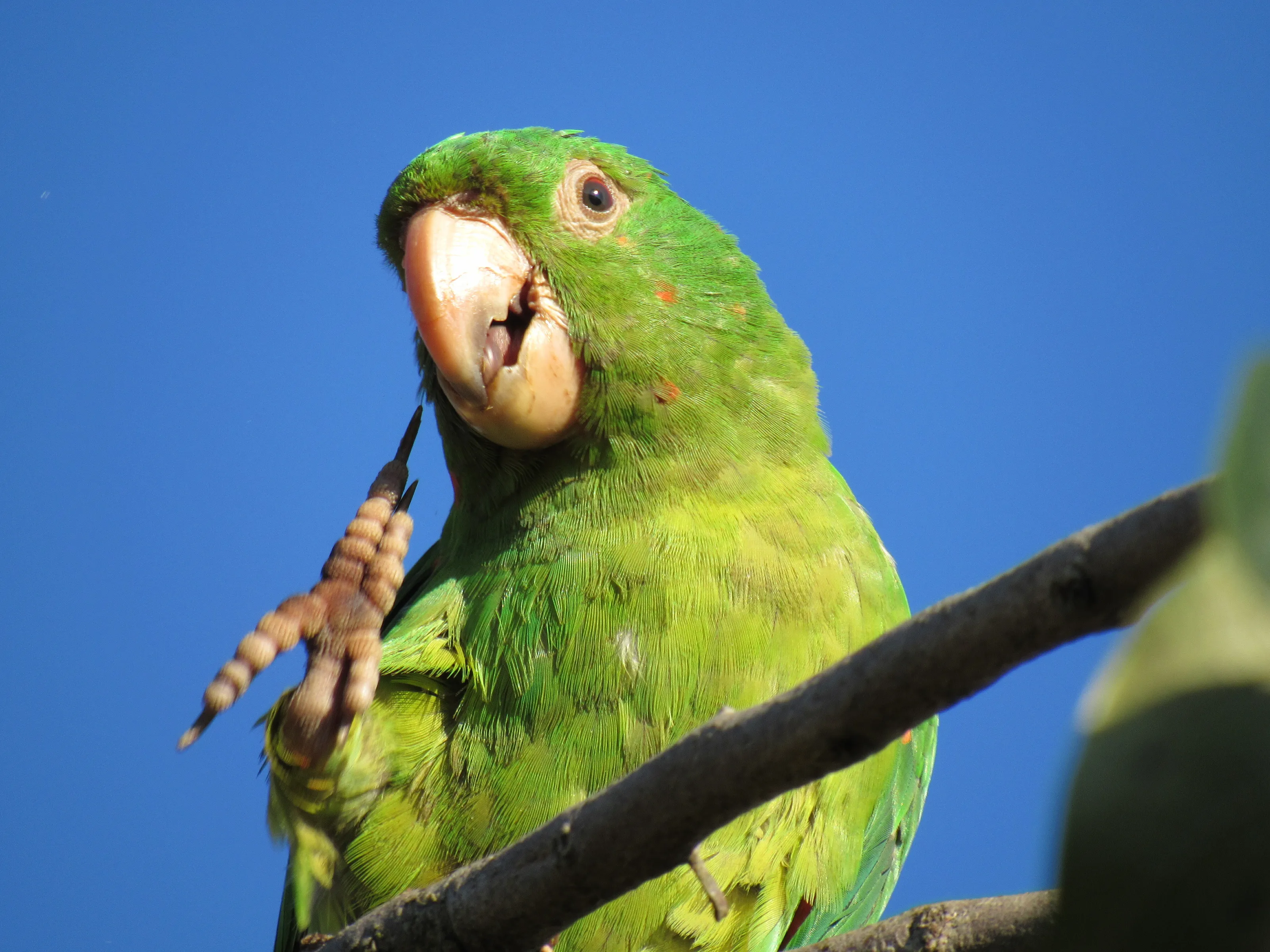 Maritaca