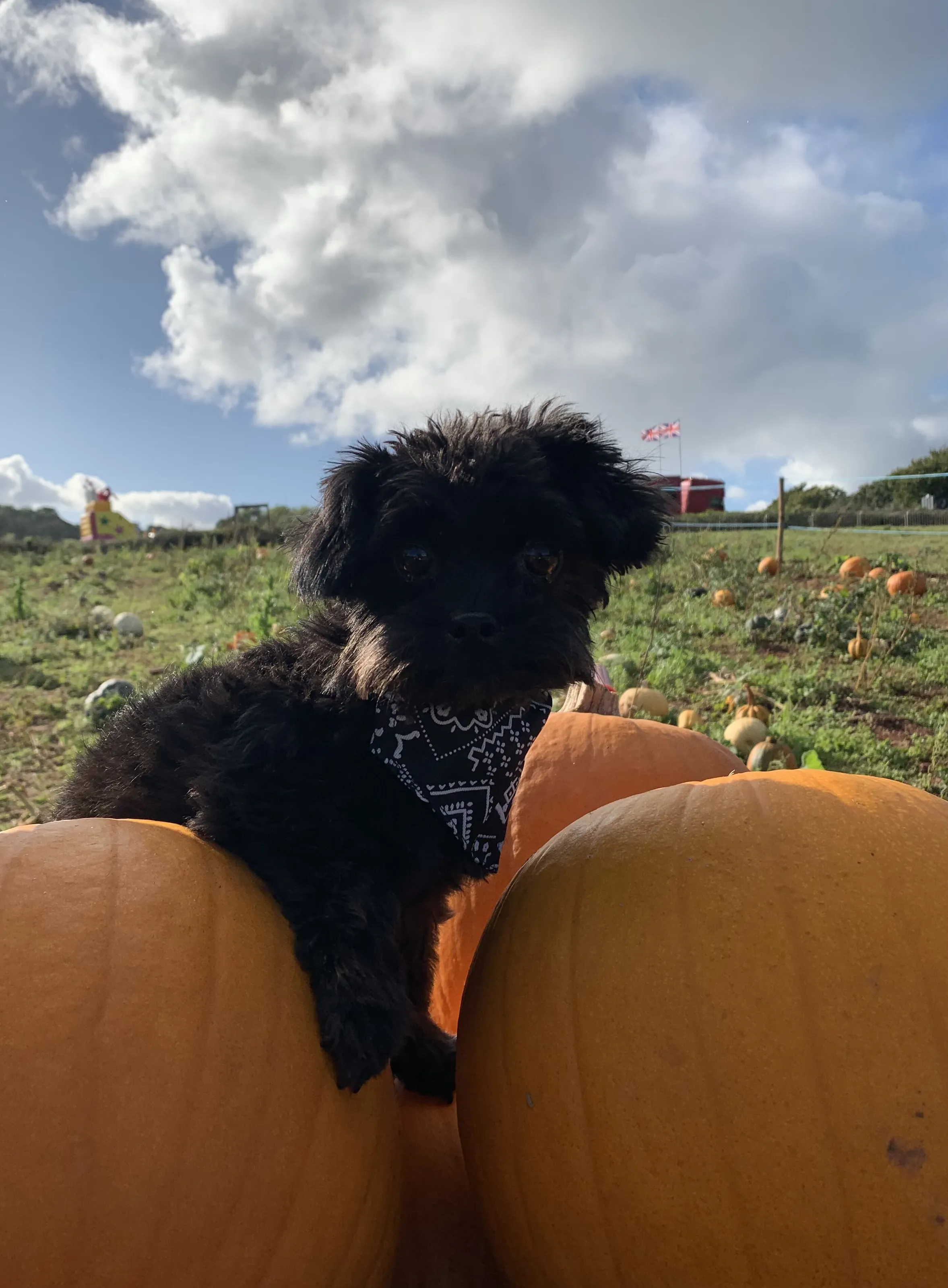 Autumn days