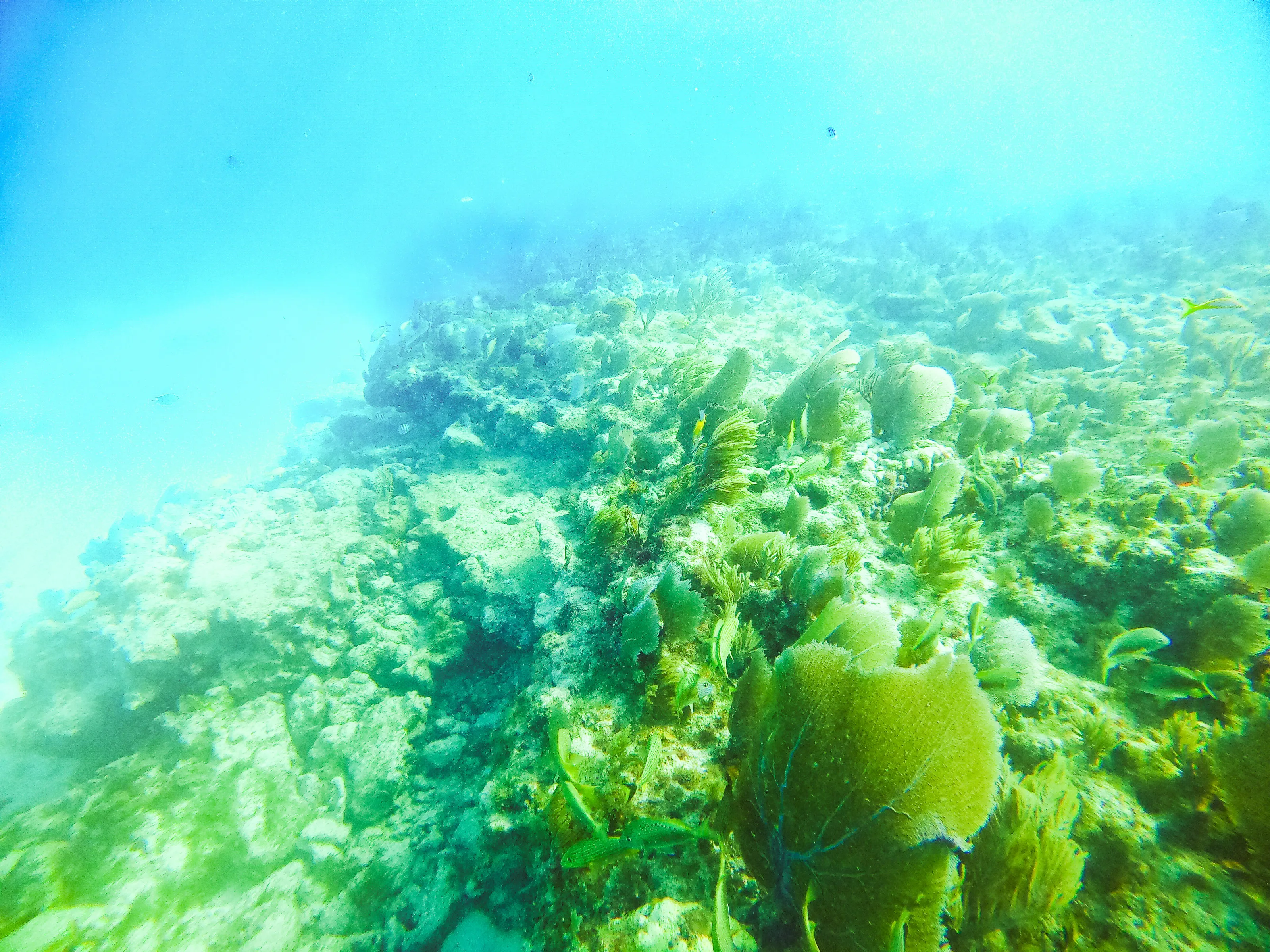 Scuba in Islamorada