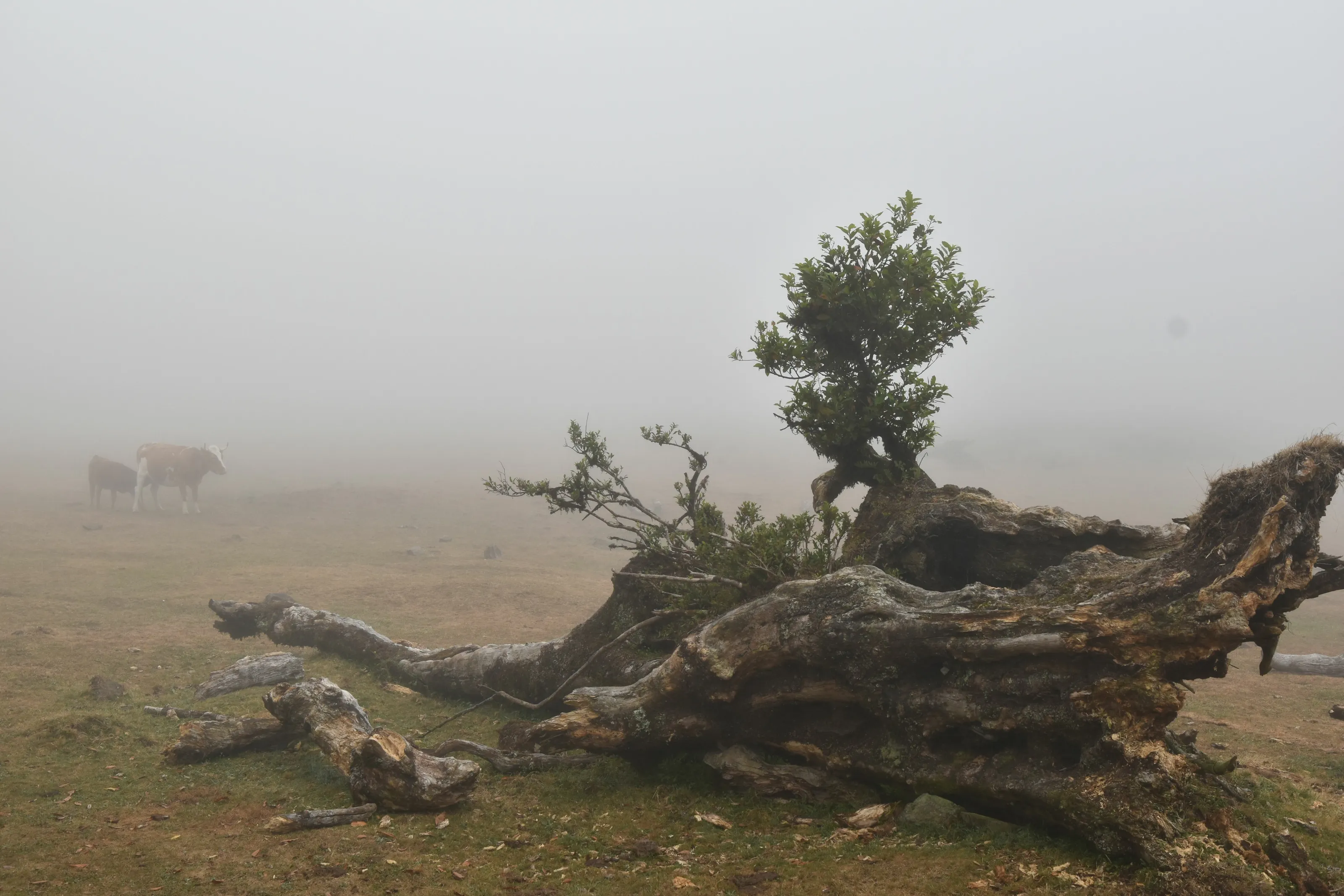 Foggy landscape