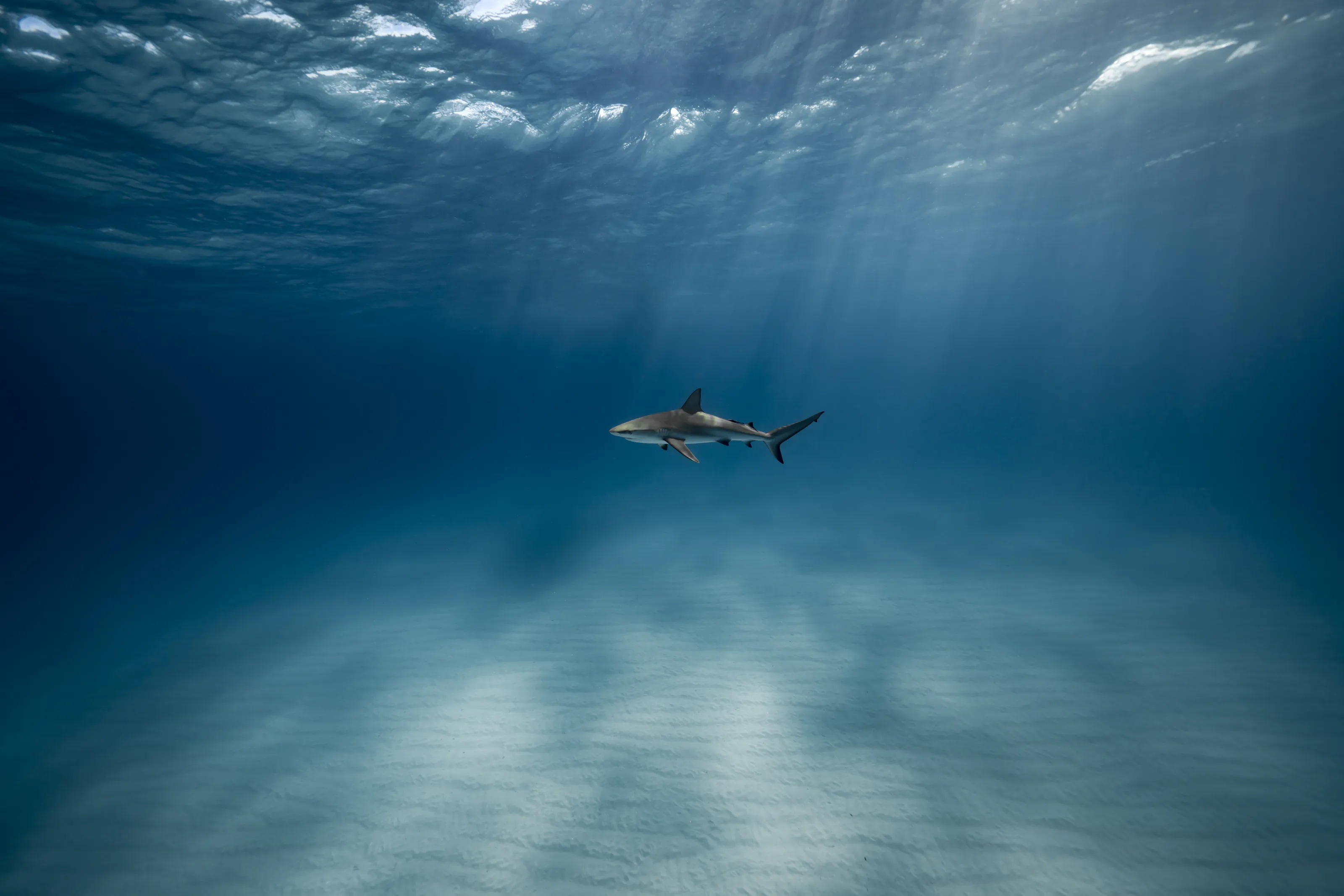 Reef Shark