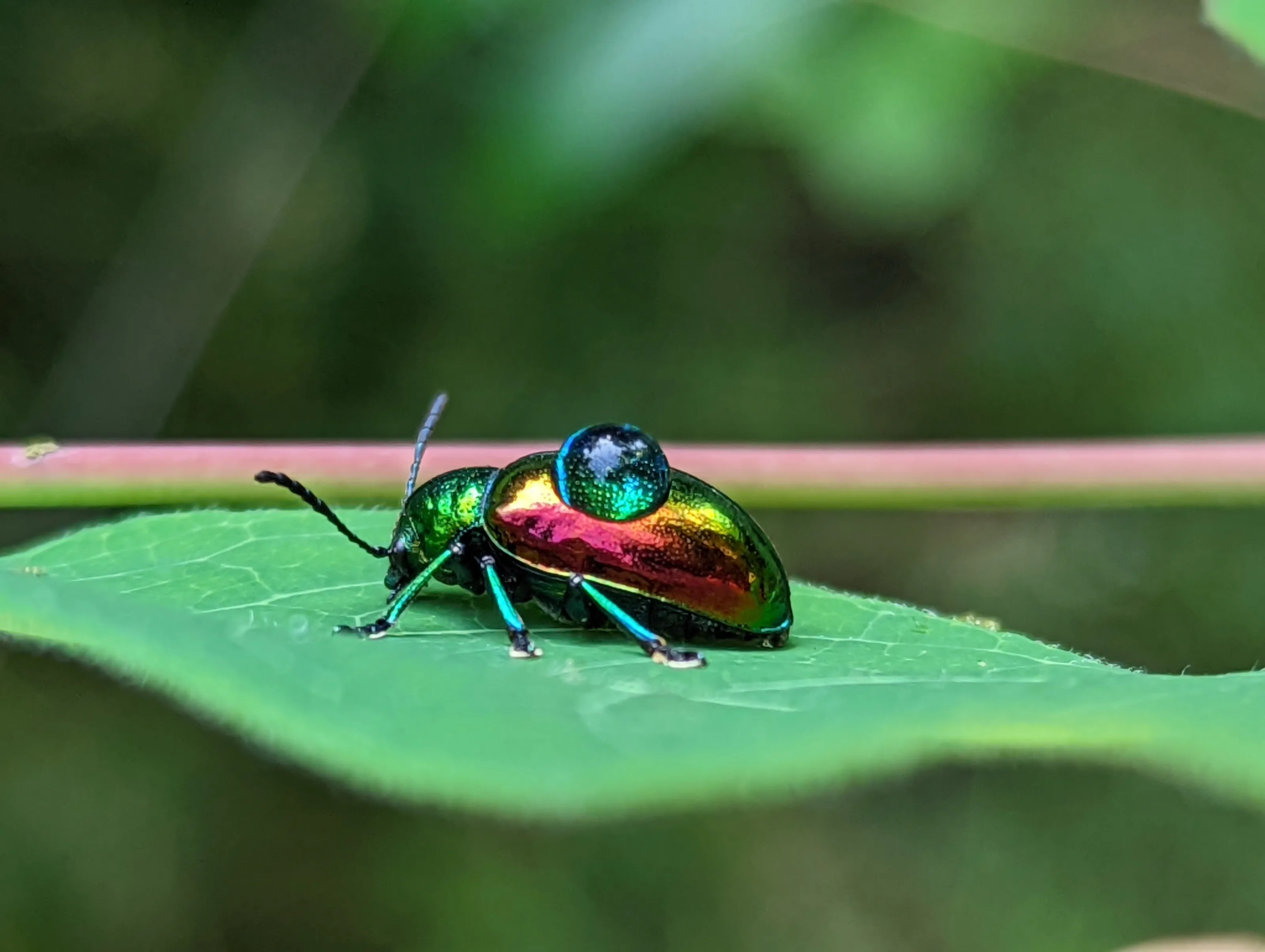 Dew Drop Beetle