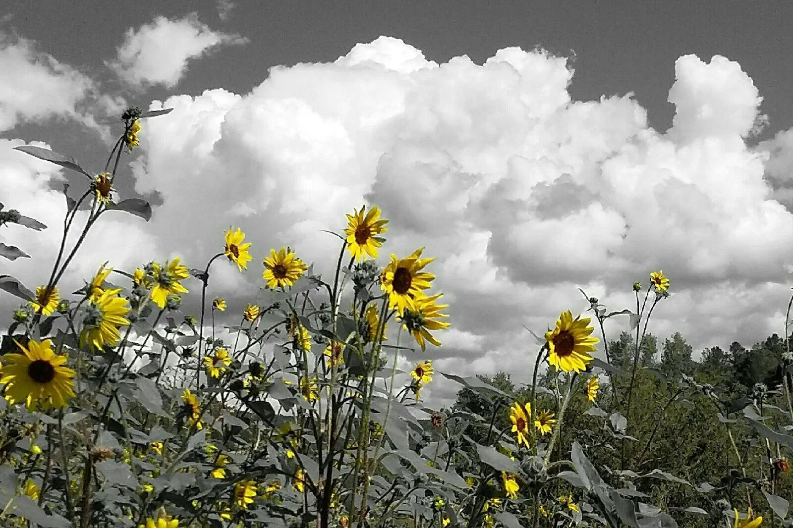 Wildflowers