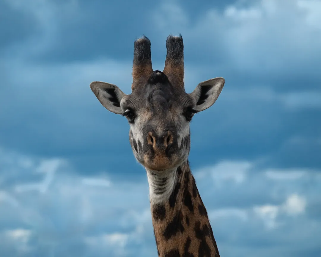 Giraffe