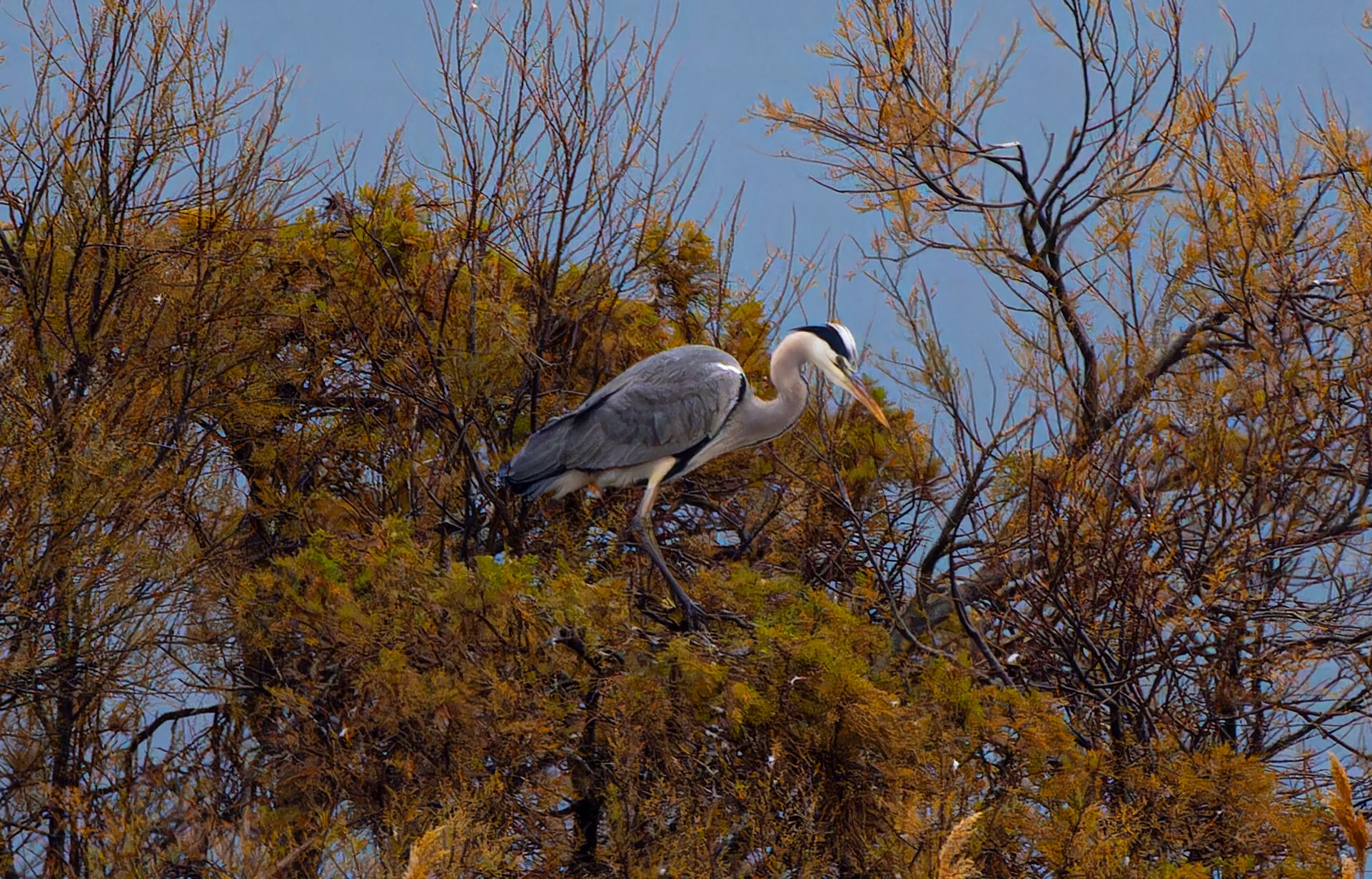 Egret
