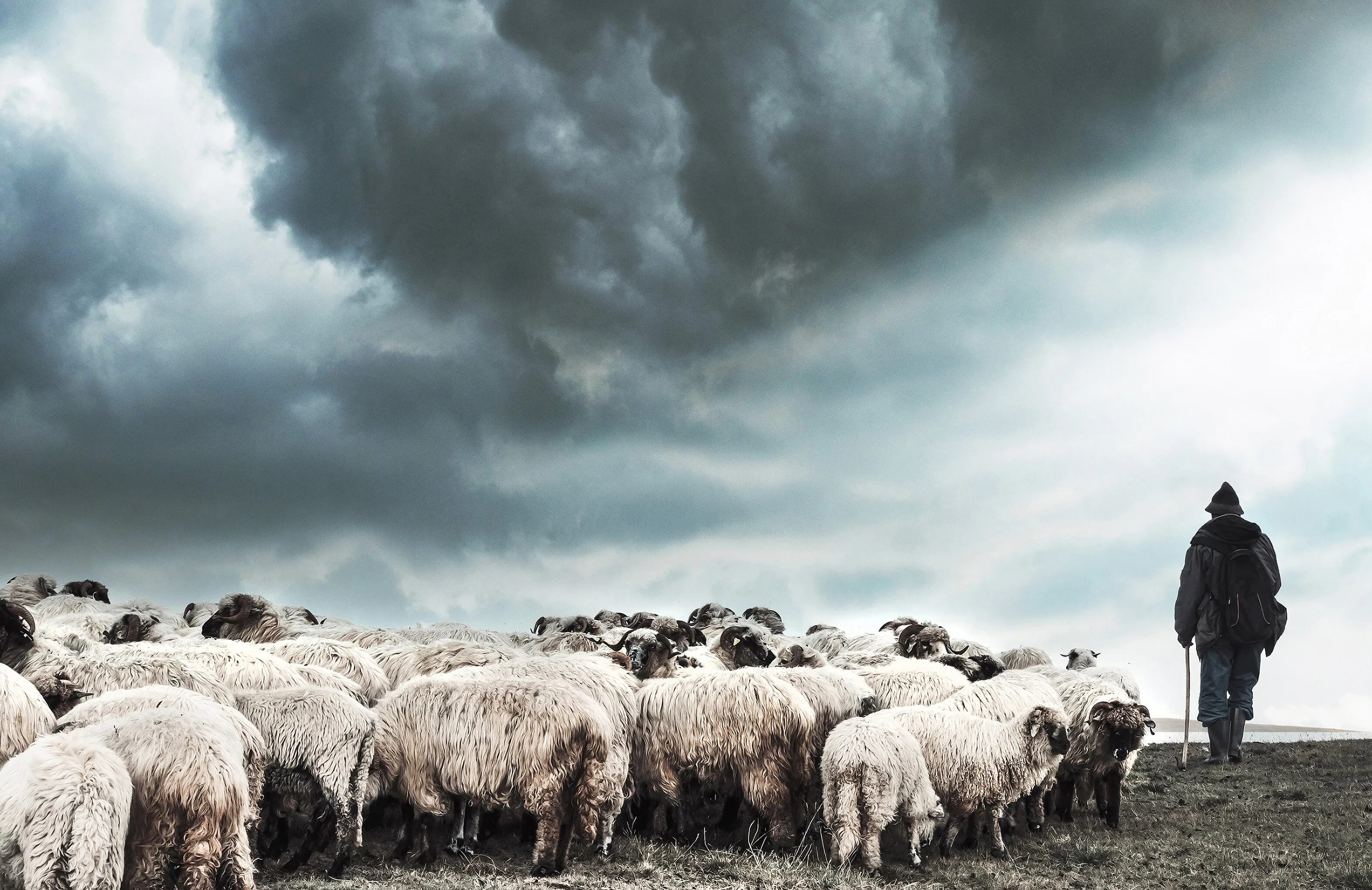 Shepherd with a flock of sheep in the mountains of Romania.