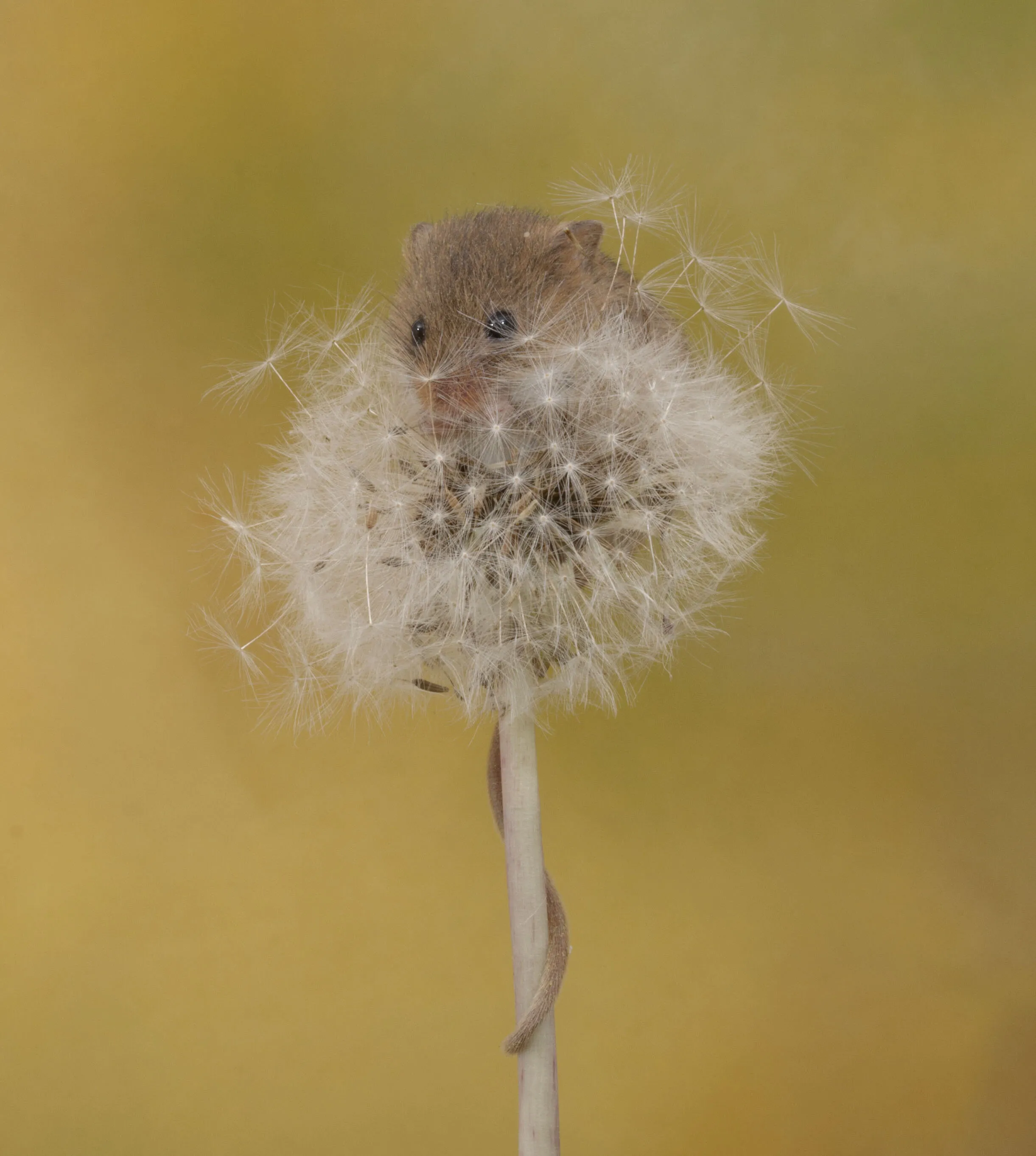 Harvest mouse and dandelion