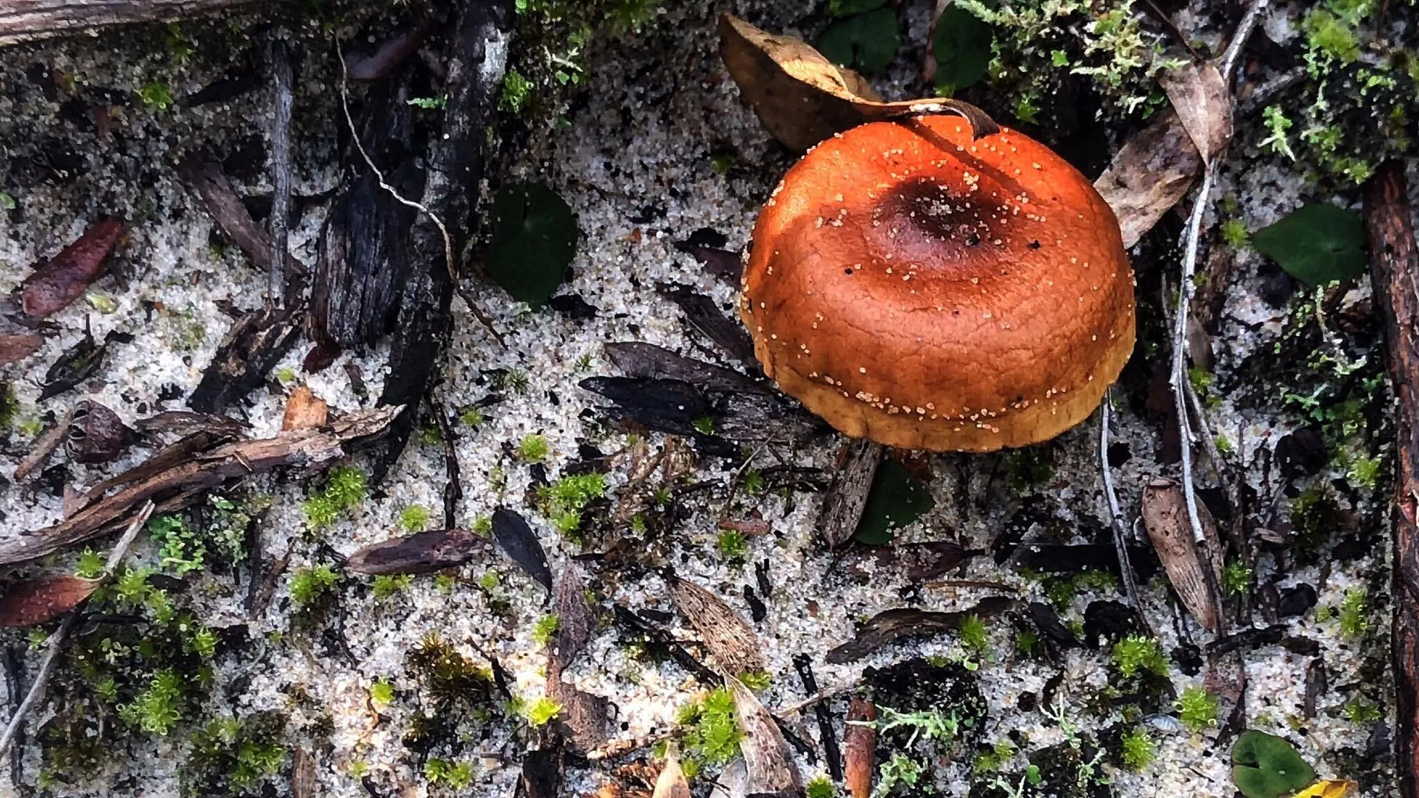 Not mushroom.