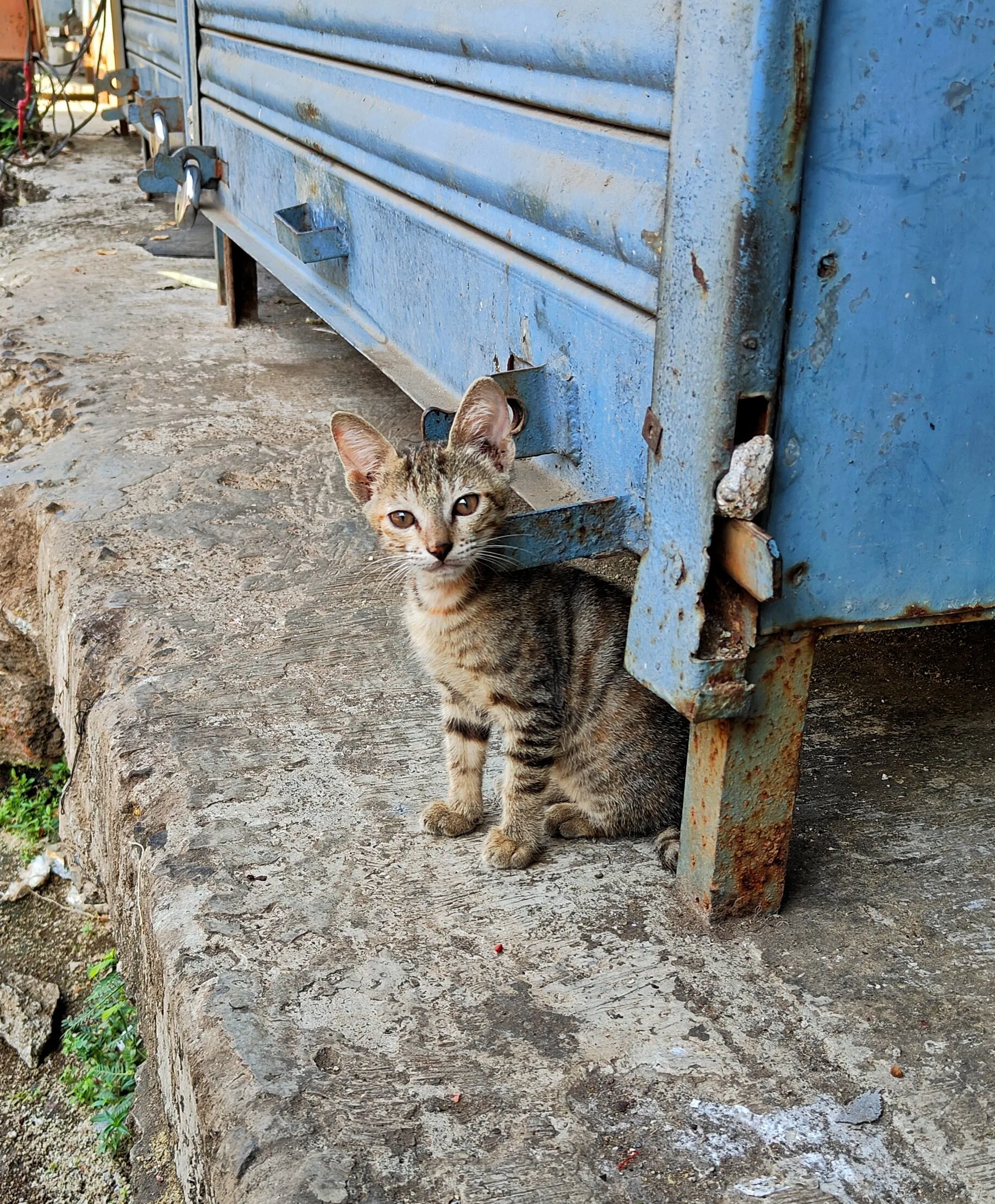 Mighty cat