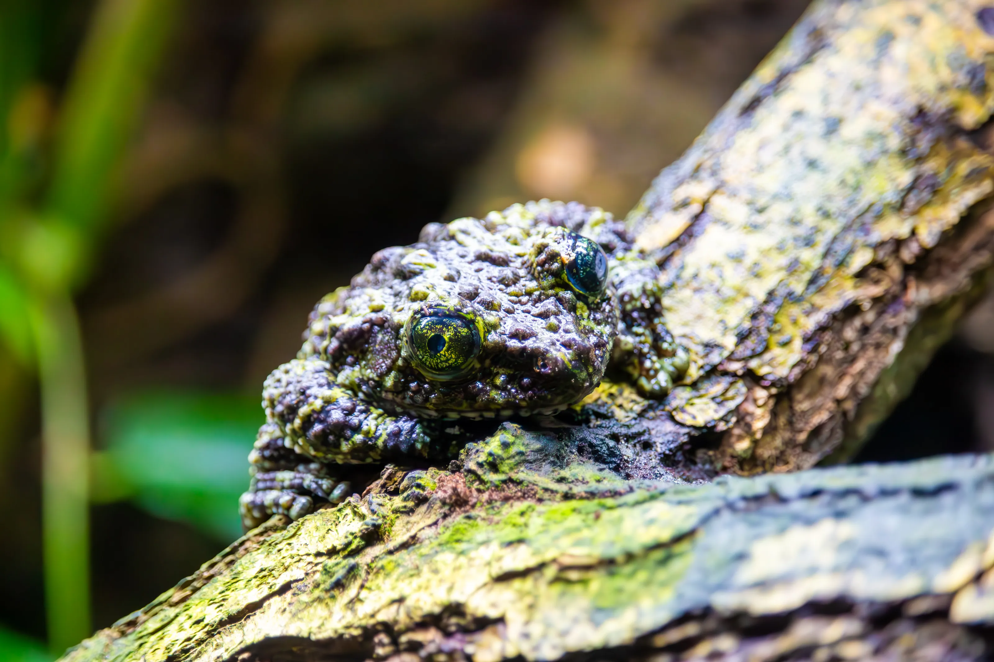 Frog on a tree