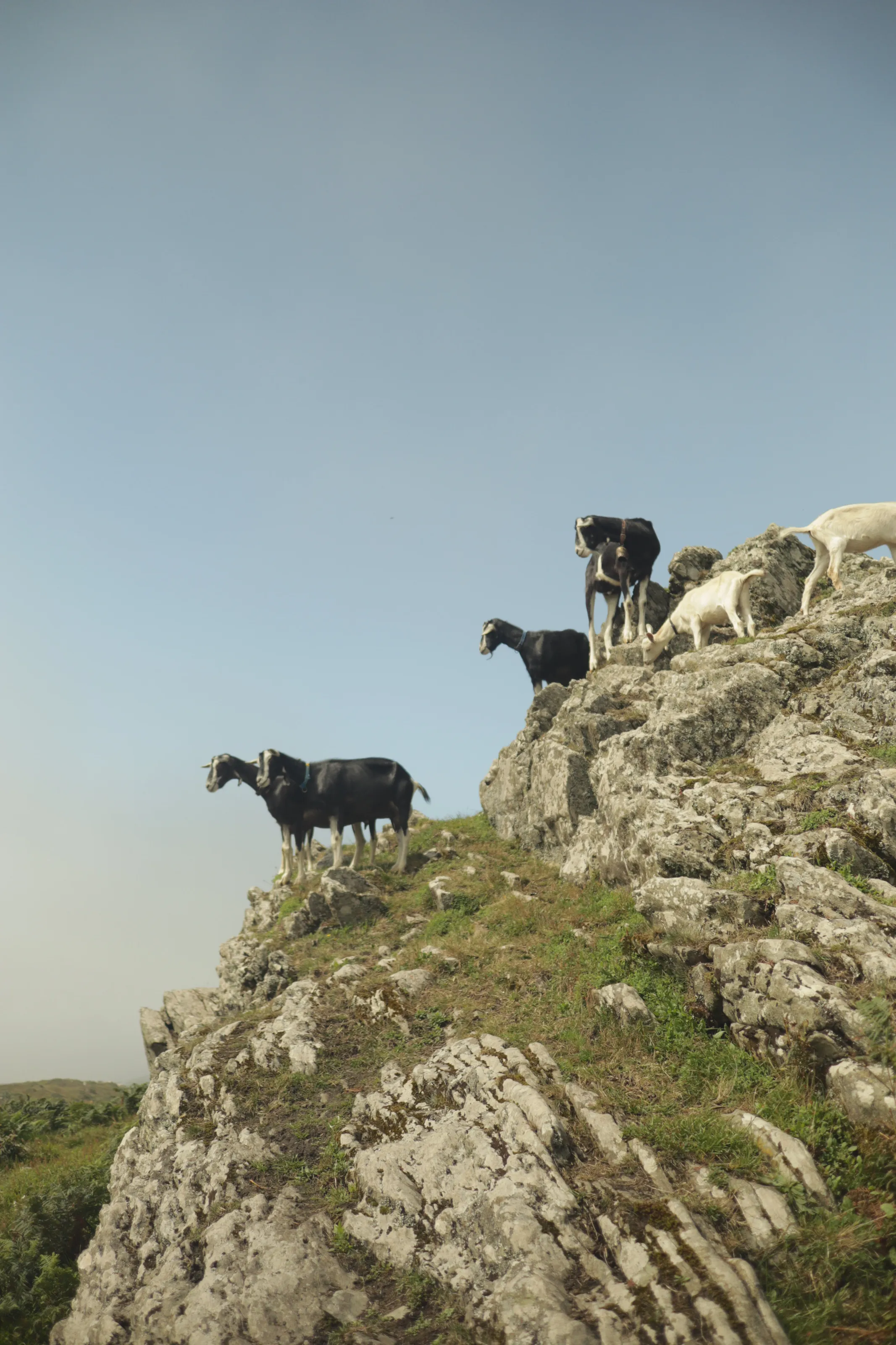 Customers of Cape Clear