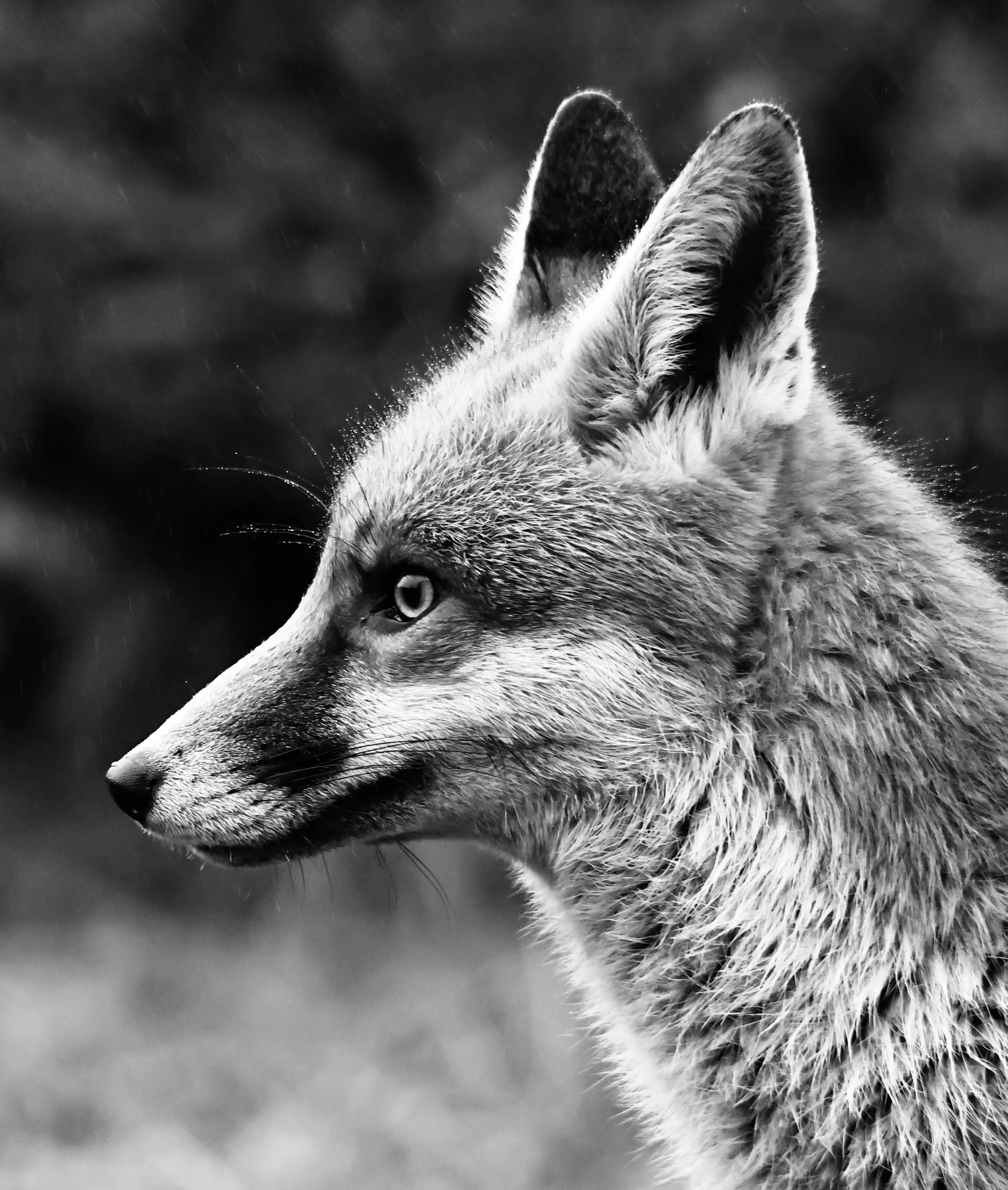 Distinguished Mr Fox