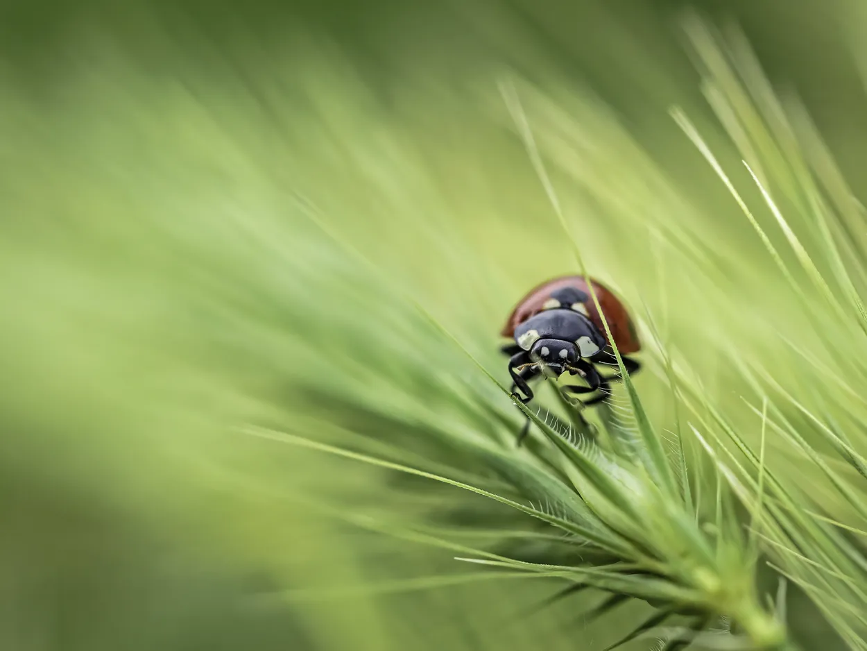 Entry 18959991