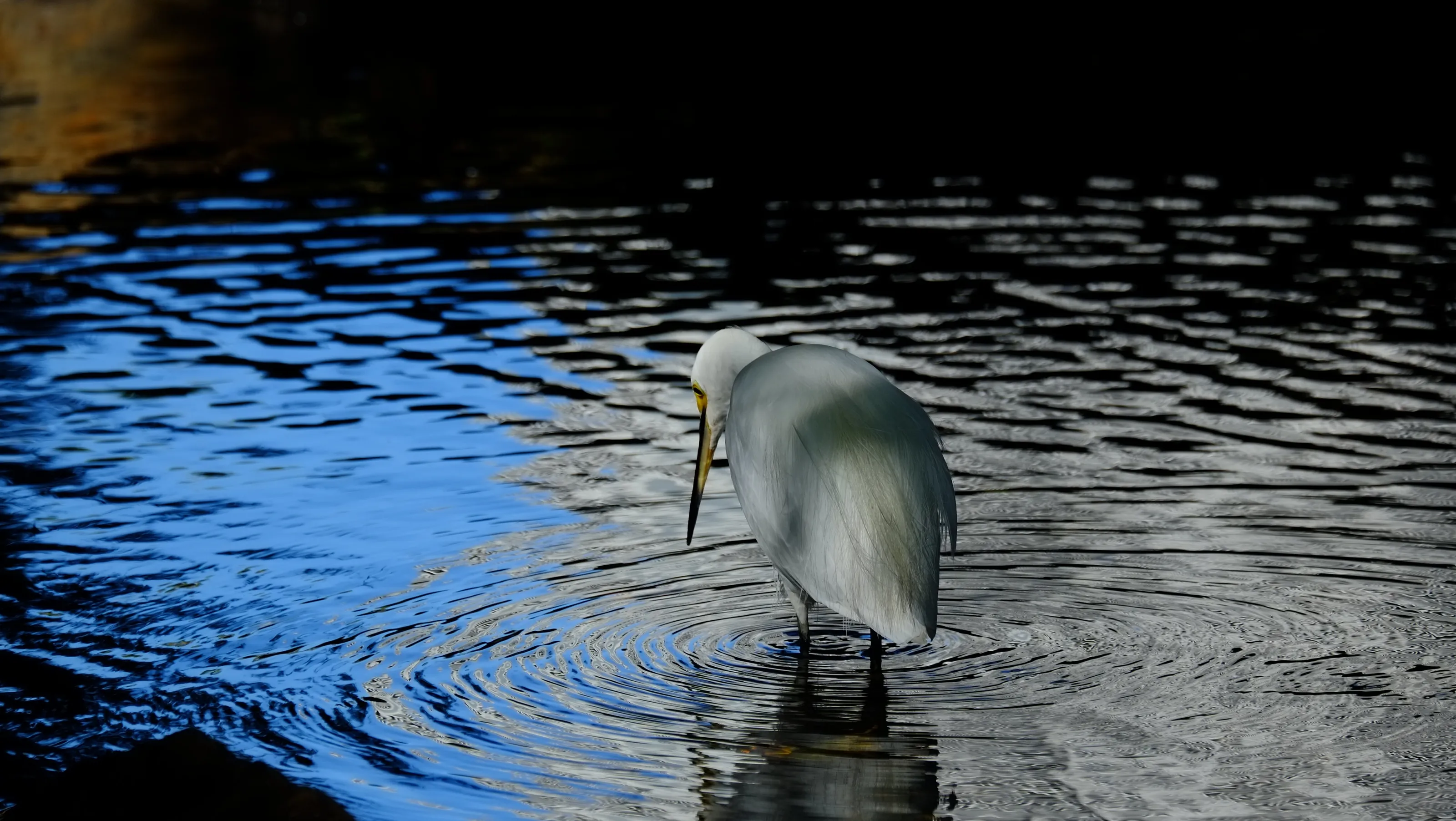Heron Fishing